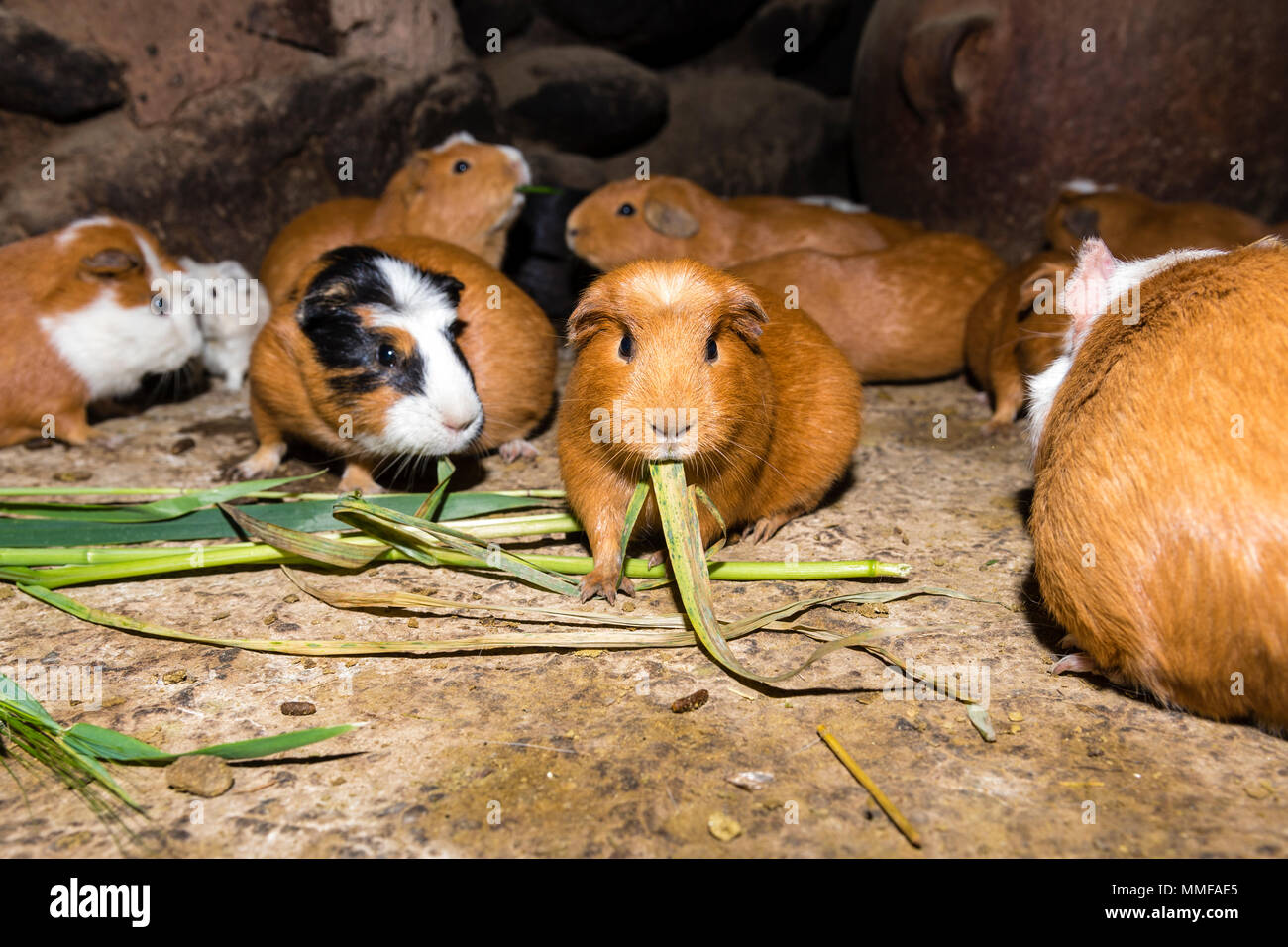 View of Grass guinea pigs hi-res stock photography and images - Alamy