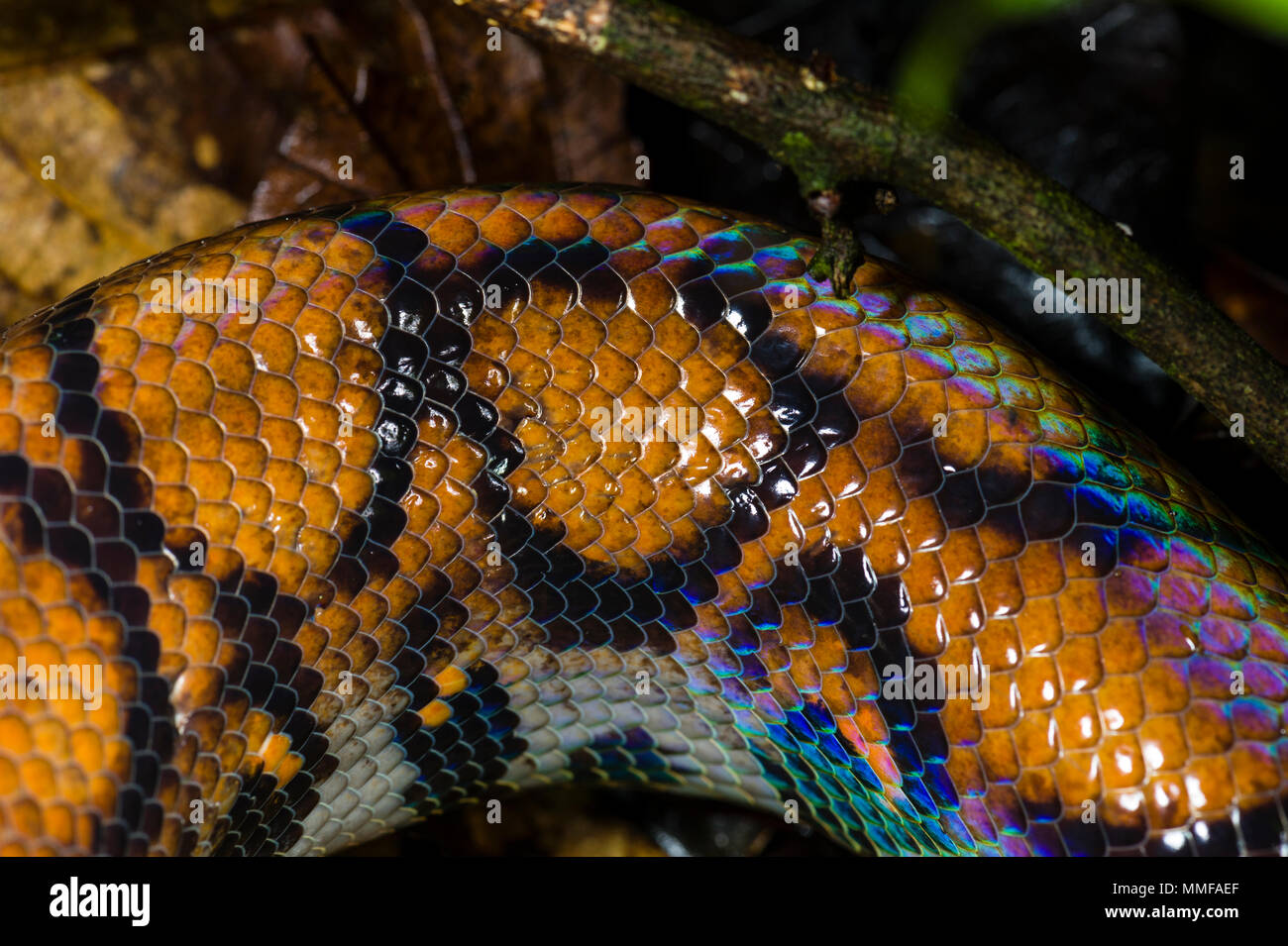 The iridescent scales and skin of a Rainbow Boa on the rainforest floor. Stock Photo