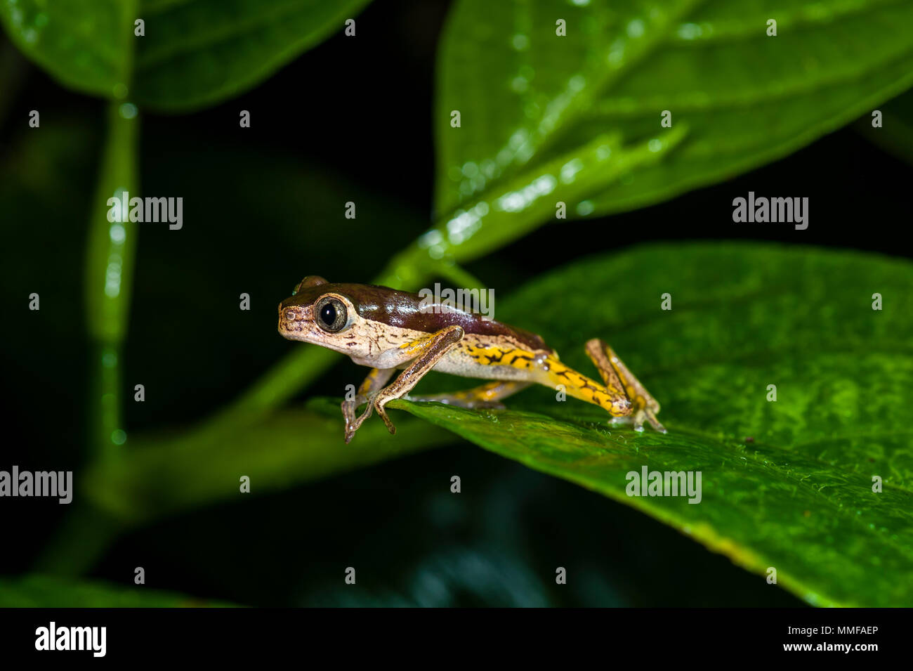Green tree frog jumping hires stock photography and images Alamy