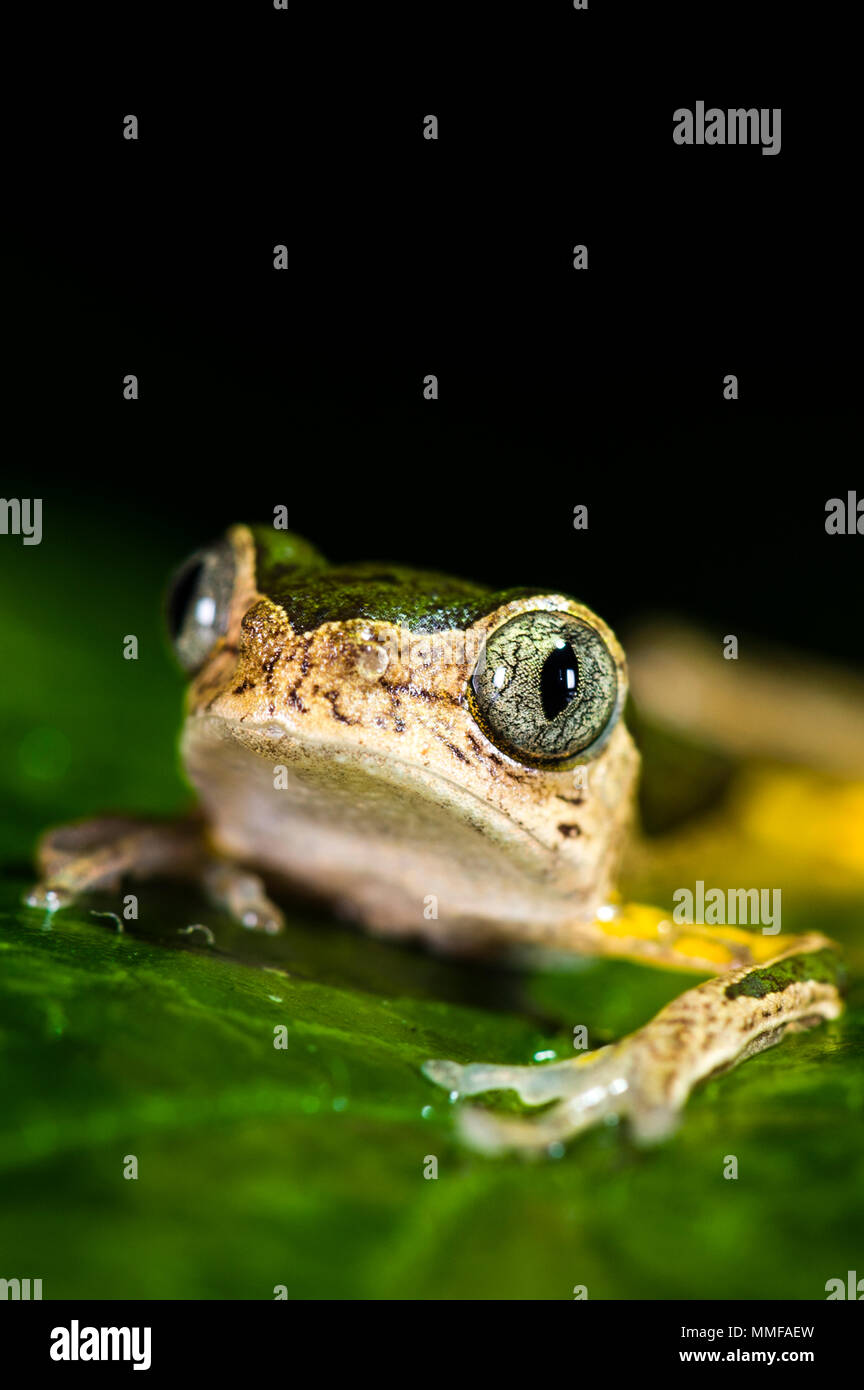 The bulbous veined eyes of a Jaguar Tree Frog at night. Stock Photo