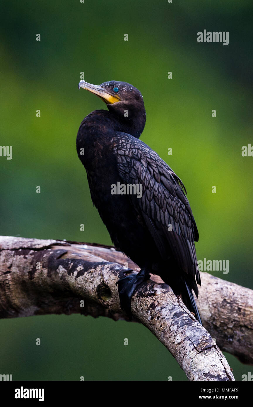 A Neotropical Cormorant roosting above a rainforest lake. Stock Photo