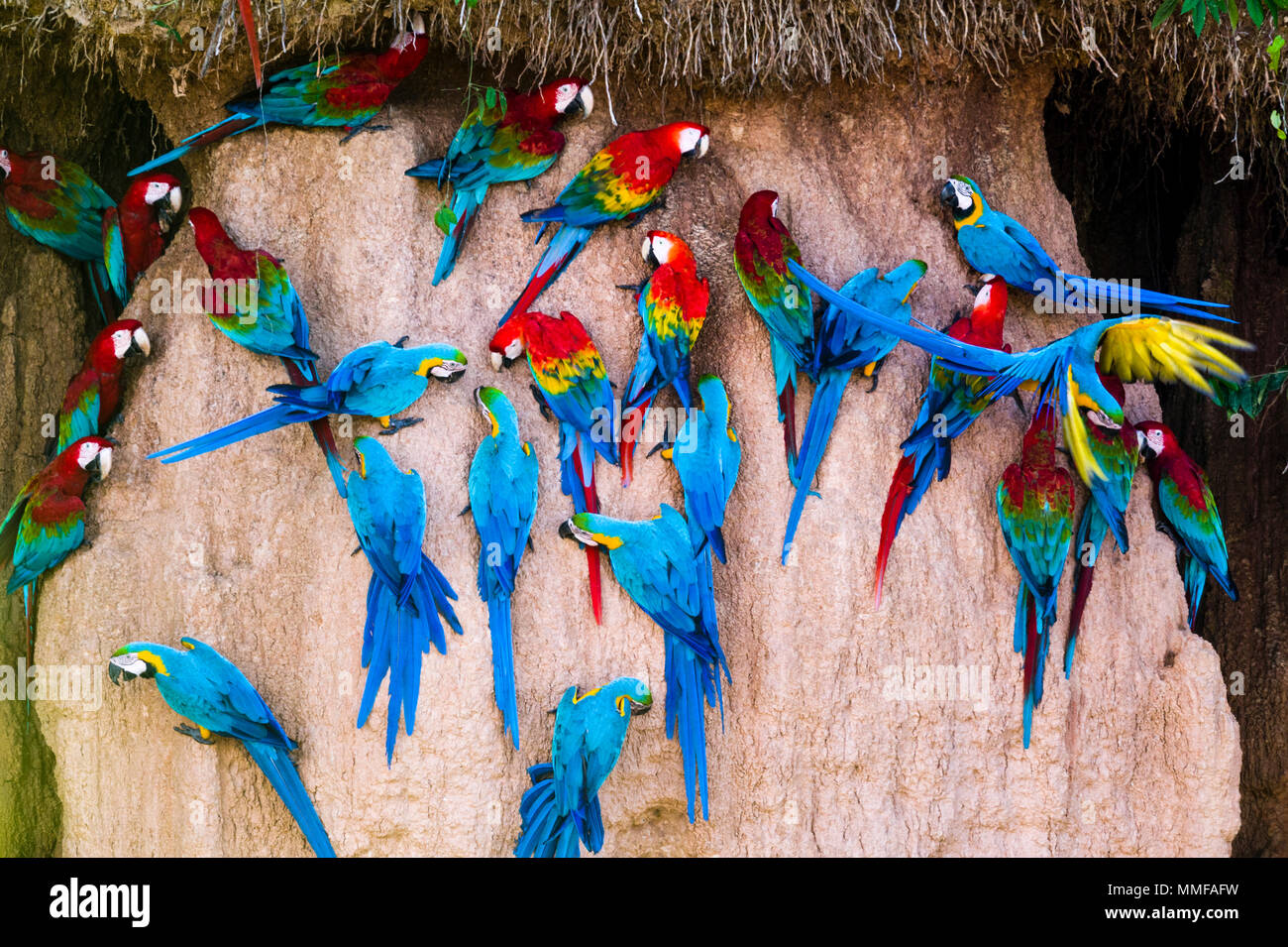 Red-and-Green Macaw, Scarlet Macaw, and Blue-and-Gold Macaws feeding on a clay lick where there are mineral deposits. Stock Photo