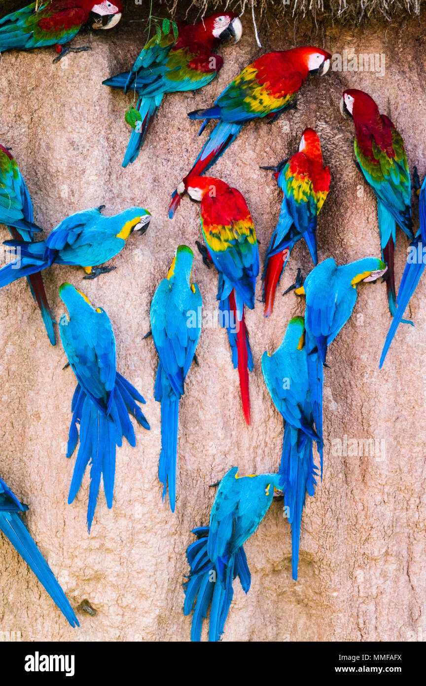 Red-and-Green Macaw, Scarlet Macaw, and Blue-and-Gold Macaws feeding on a clay lick where there are mineral deposits. Stock Photo