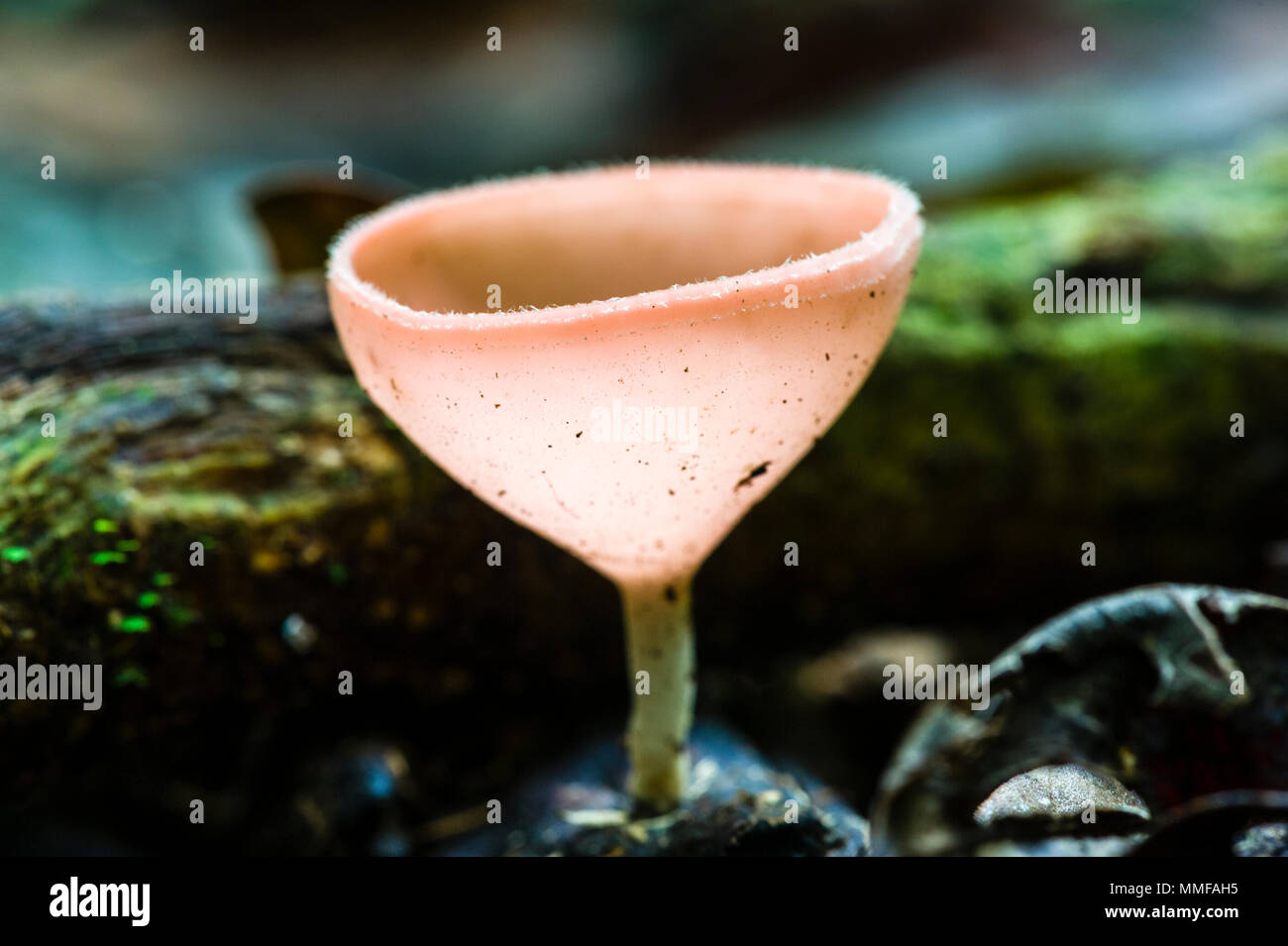 A translucent fungi cup growing on the rainforest floor. Stock Photo