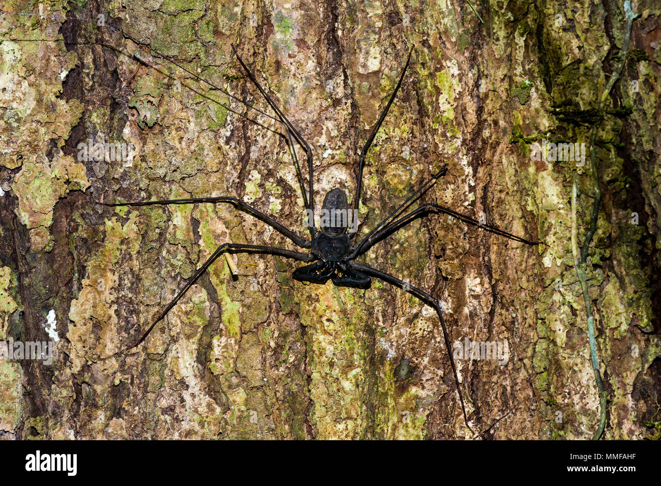 The long legs of a Tailless Whip Scorpion climbing on a tree trunk