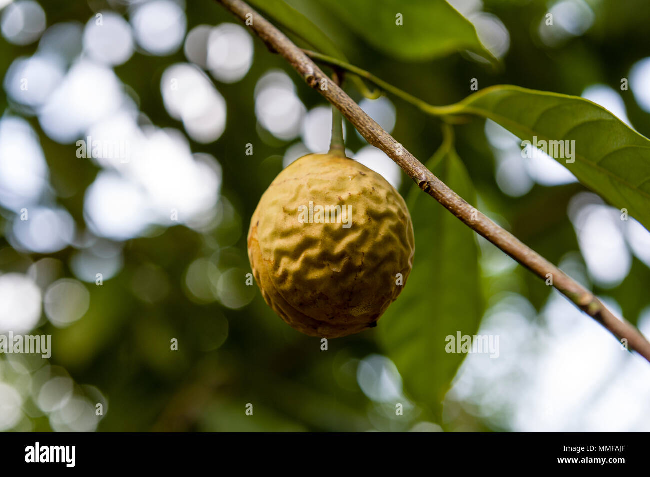 Nutmeg seeds hires stock photography and images Alamy