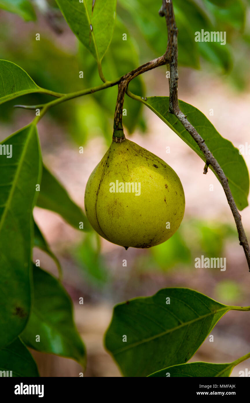 Nutmeg seeds hires stock photography and images Alamy