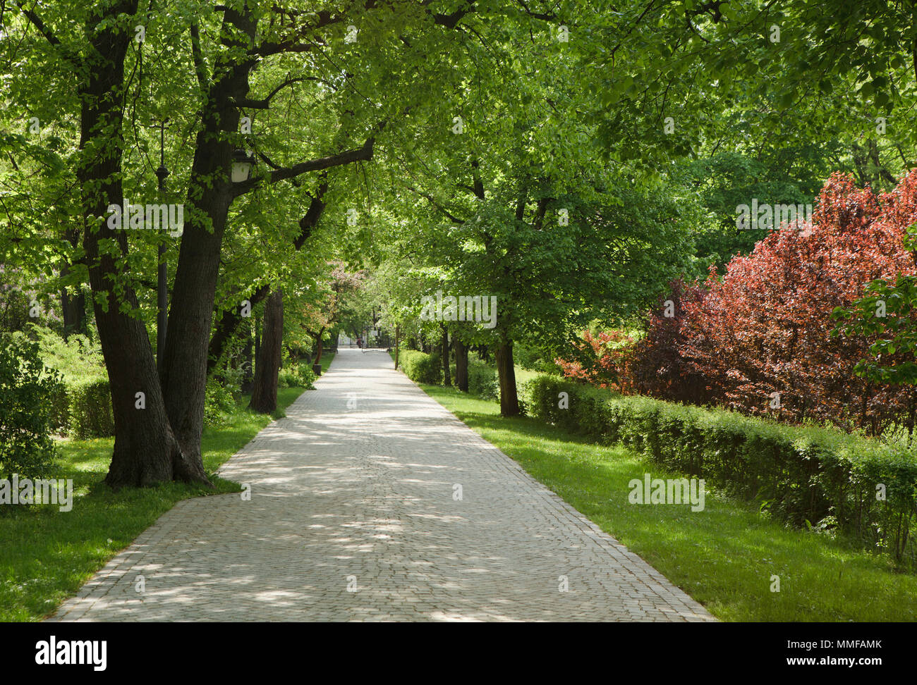 Classical park avenue in spring sof light Stock Photo