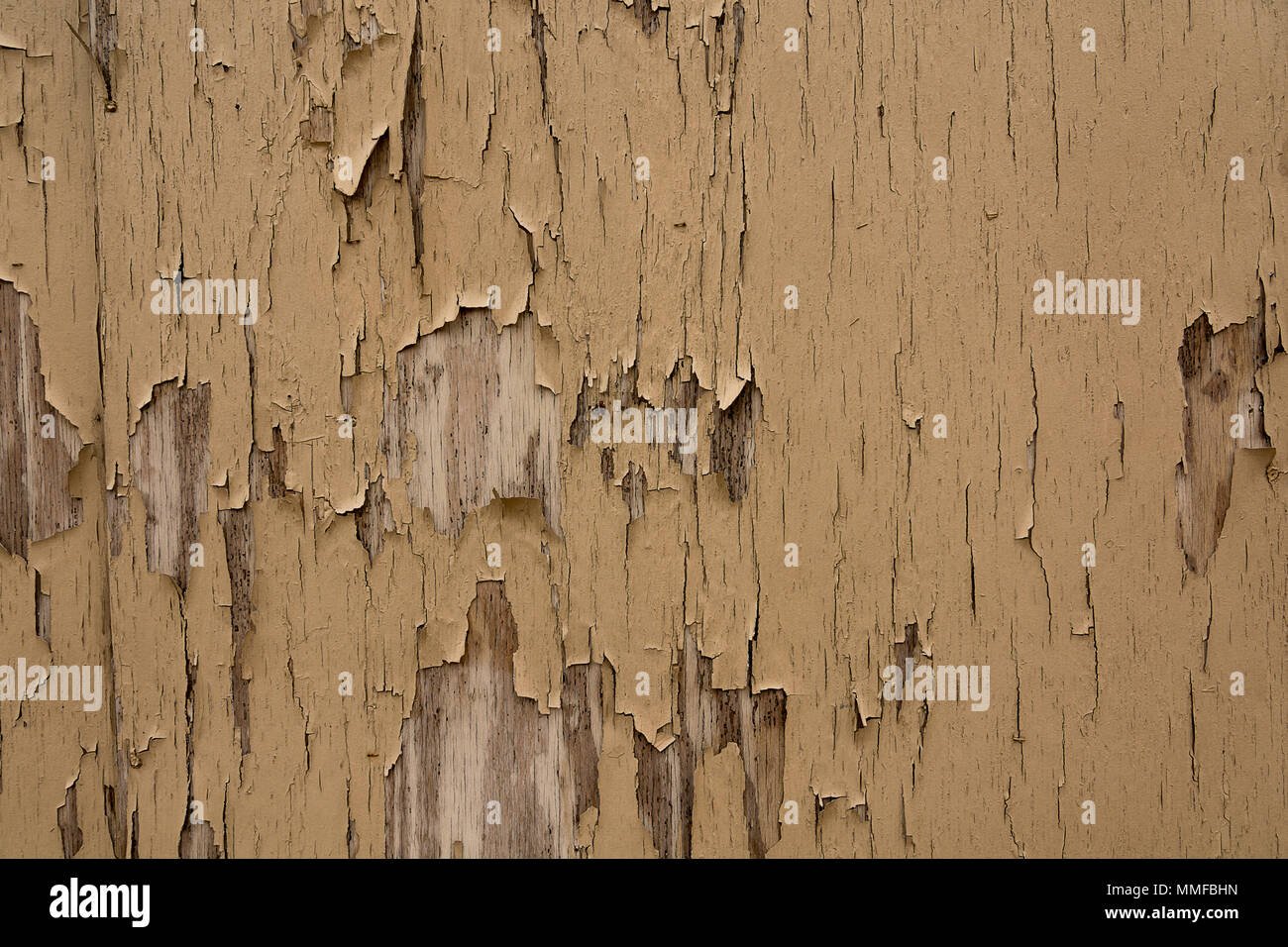 A tan wood wall with peeling paint. Great for a background image or a texture. Stock Photo