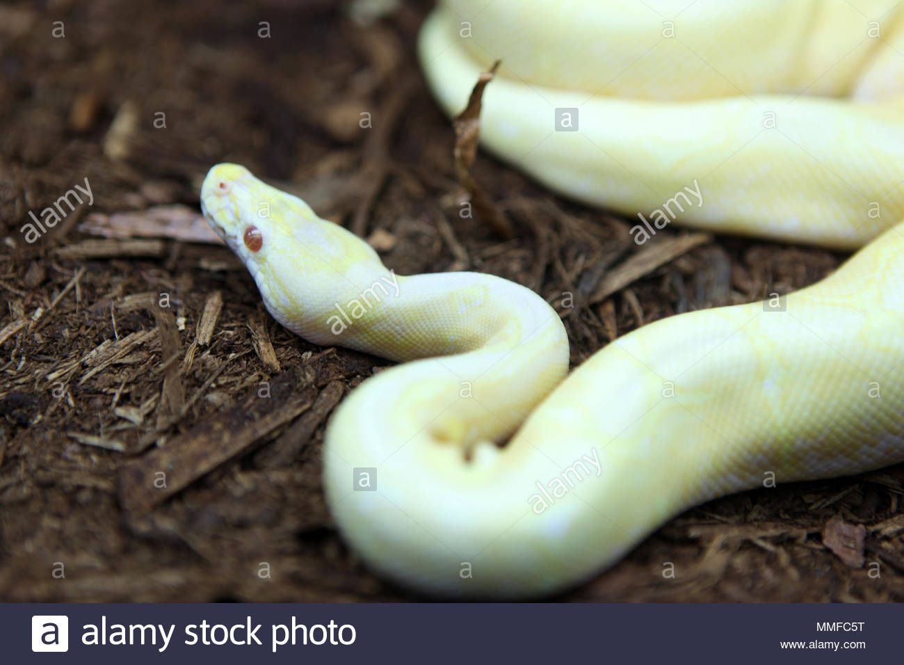 Reptile Breeders Expo High Resolution Stock Photography and Images - Alamy