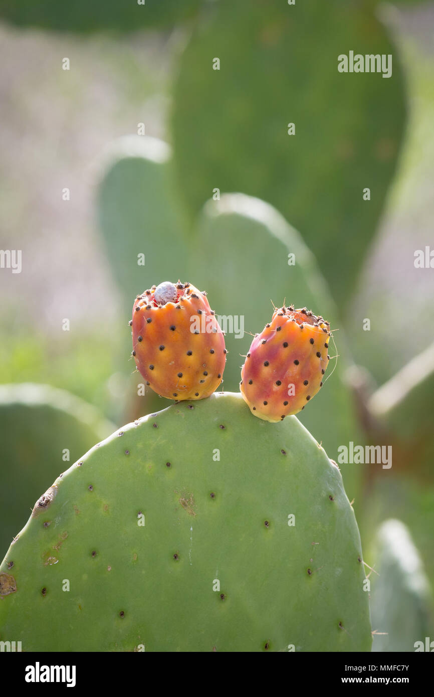 CANARY ISLANDS, SPAIN, EUROPE: Prickly Pear cactus fruits growing Stock Photo