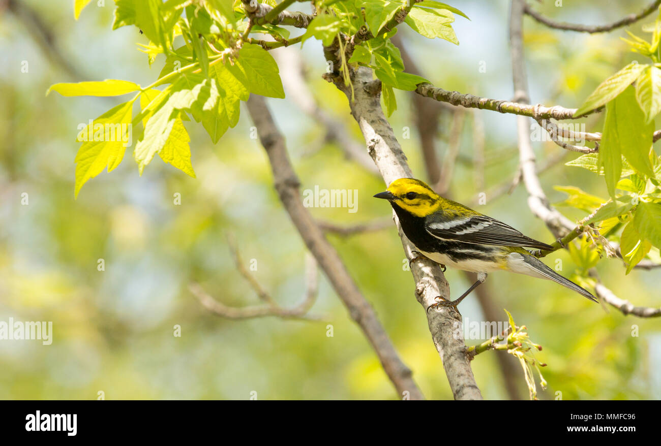 A cute warbler seen at Magee Marsh Ohio during the spring migration ...