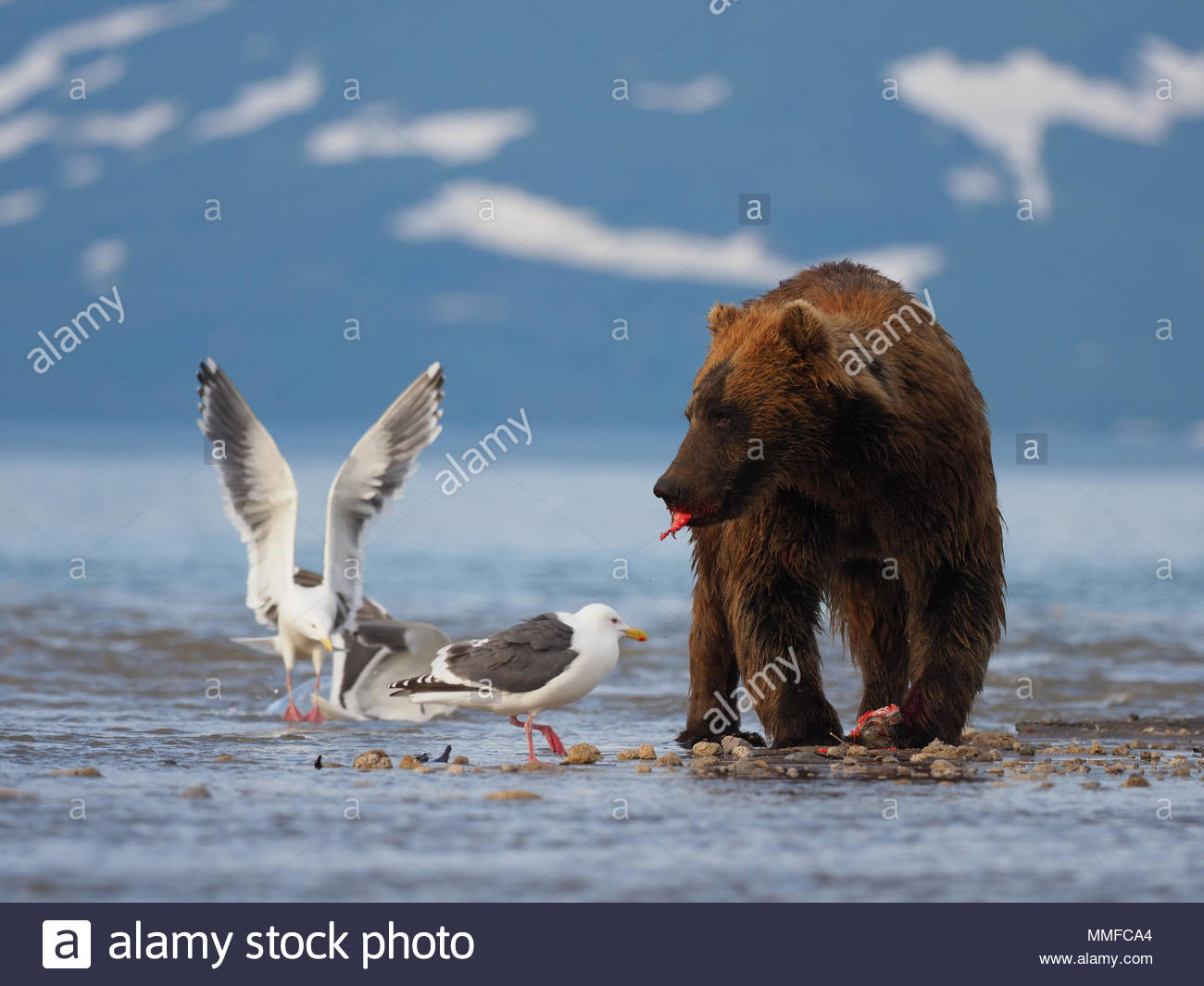 Brown bear ,ursus arctos, eating Pacific salmon , Oncorhynchus nerka, in  the company of gulls Stock Photo - Alamy