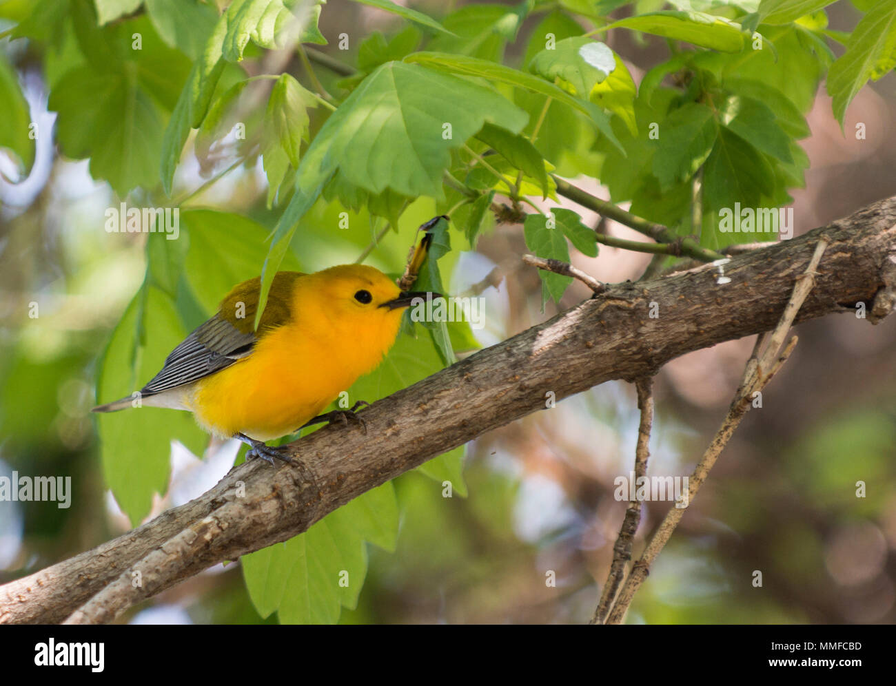 A Prothonotary Warbler bird seen  at Magee Marsh in Northwest Ohio during the spring migration. Stock Photo