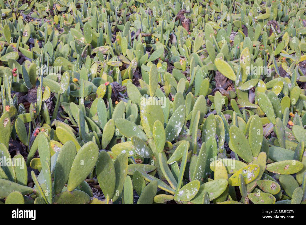LANZAROTE, CANARY ISLANDS, SPAIN, EUROPE: Canary farmland of cacti growing for Cochineal production. Stock Photo