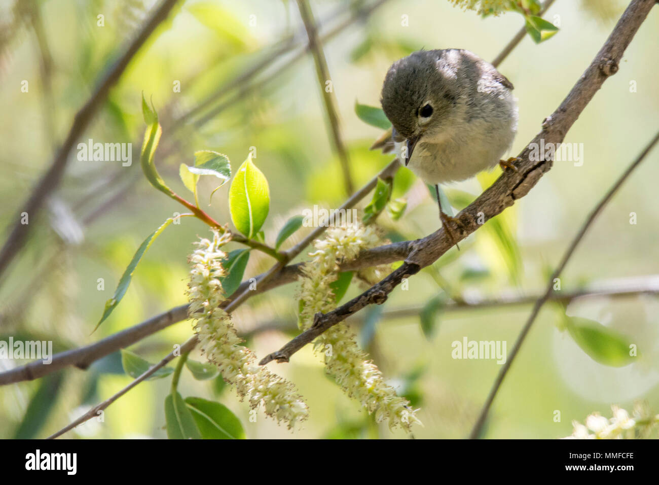 A tiny, long-tailed bird of broad leaf forests and scrub lands, the Blue-gray Gnatcatcher makes itself known by its soft but insistent calls. Stock Photo