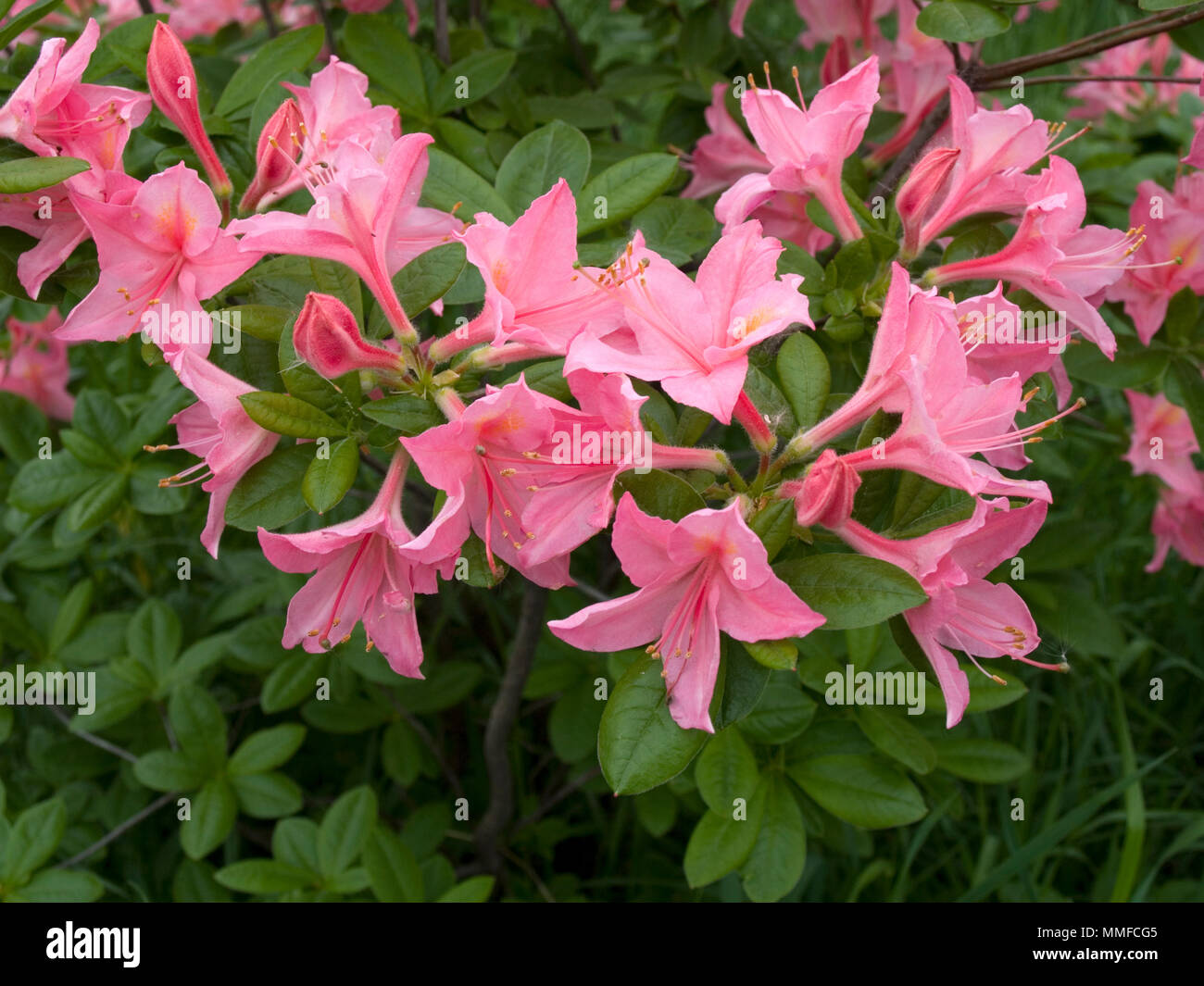 Flowering Rhododendron shrub Stock Photo