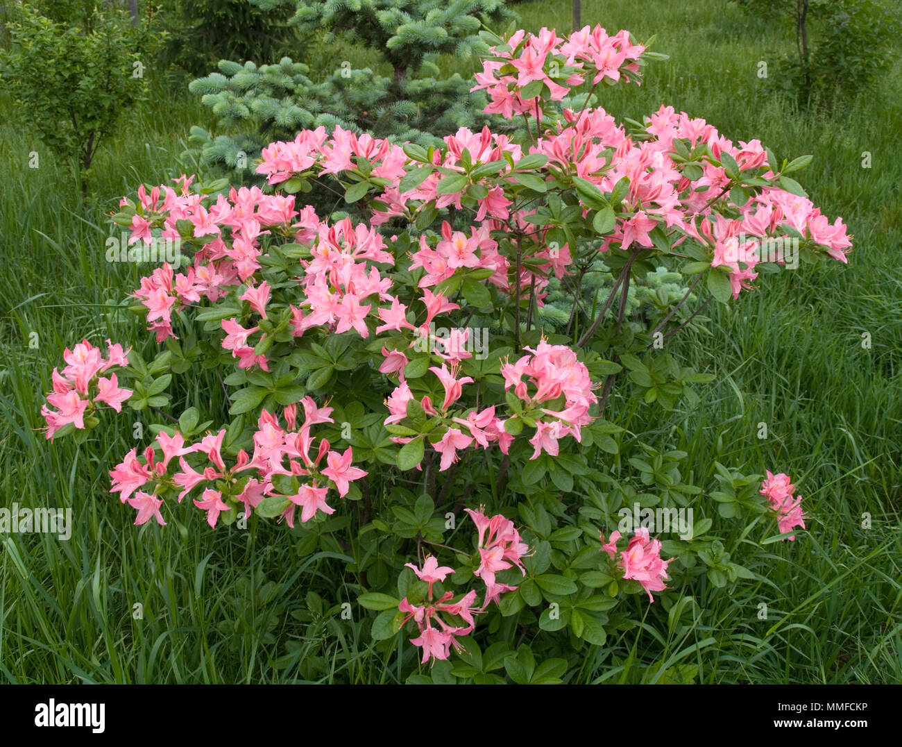 Flowering Rhododendron shrub Stock Photo