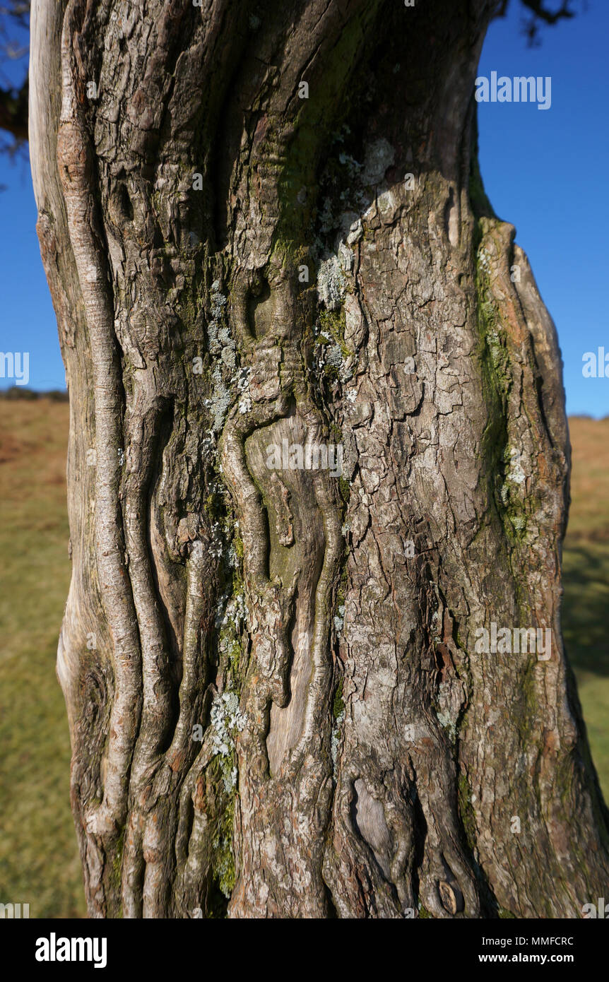 Old Dartmoor Tree Stock Photo
