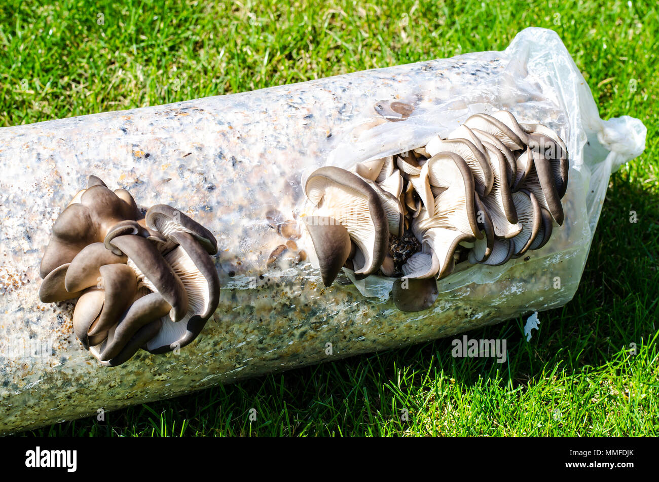 Cultivation of oyster mushrooms on substrate. Studio Photo Stock Photo