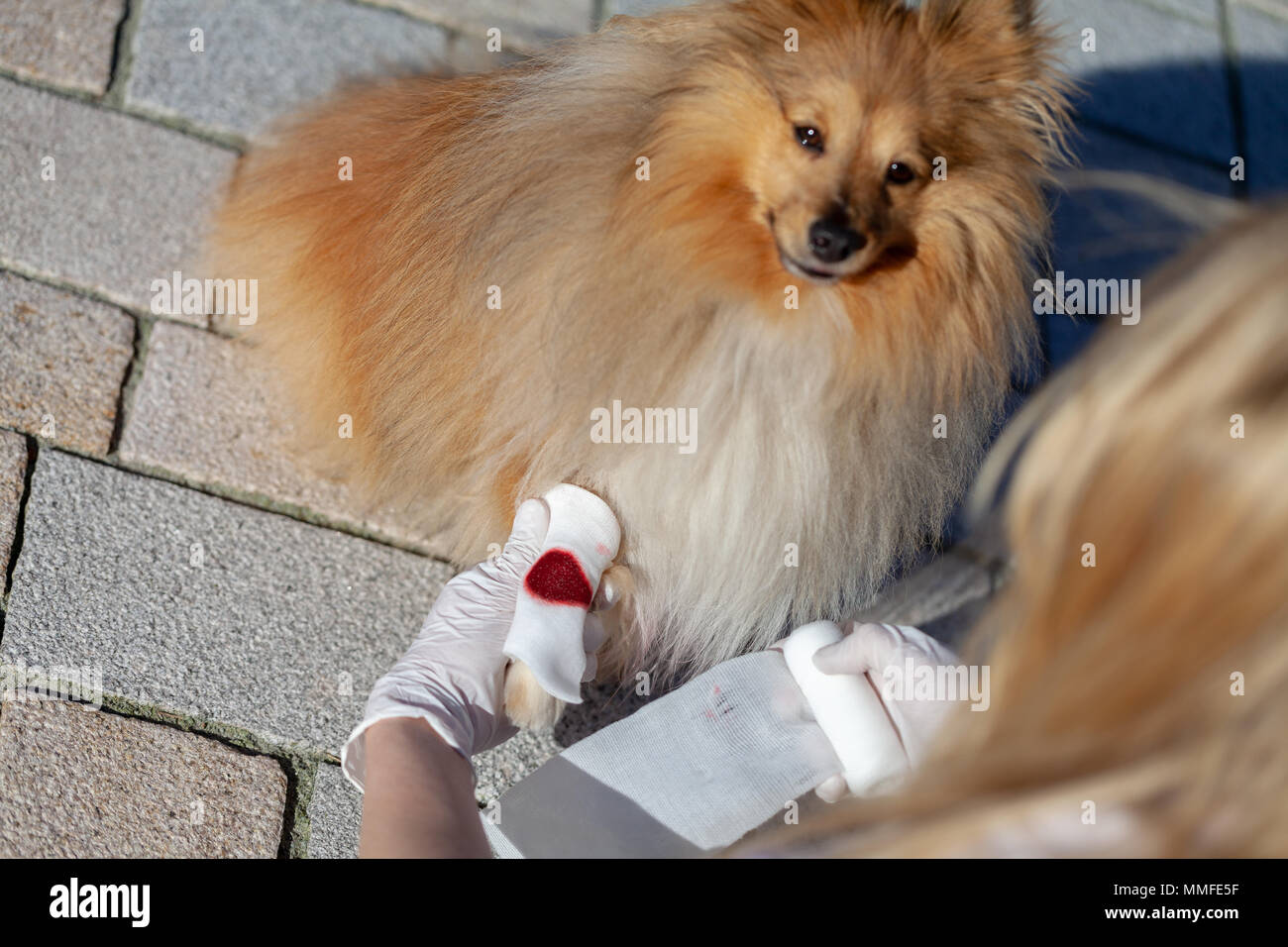 A human puts a bandage on a bleeding paw from a shetland sheepdog Stock Photo