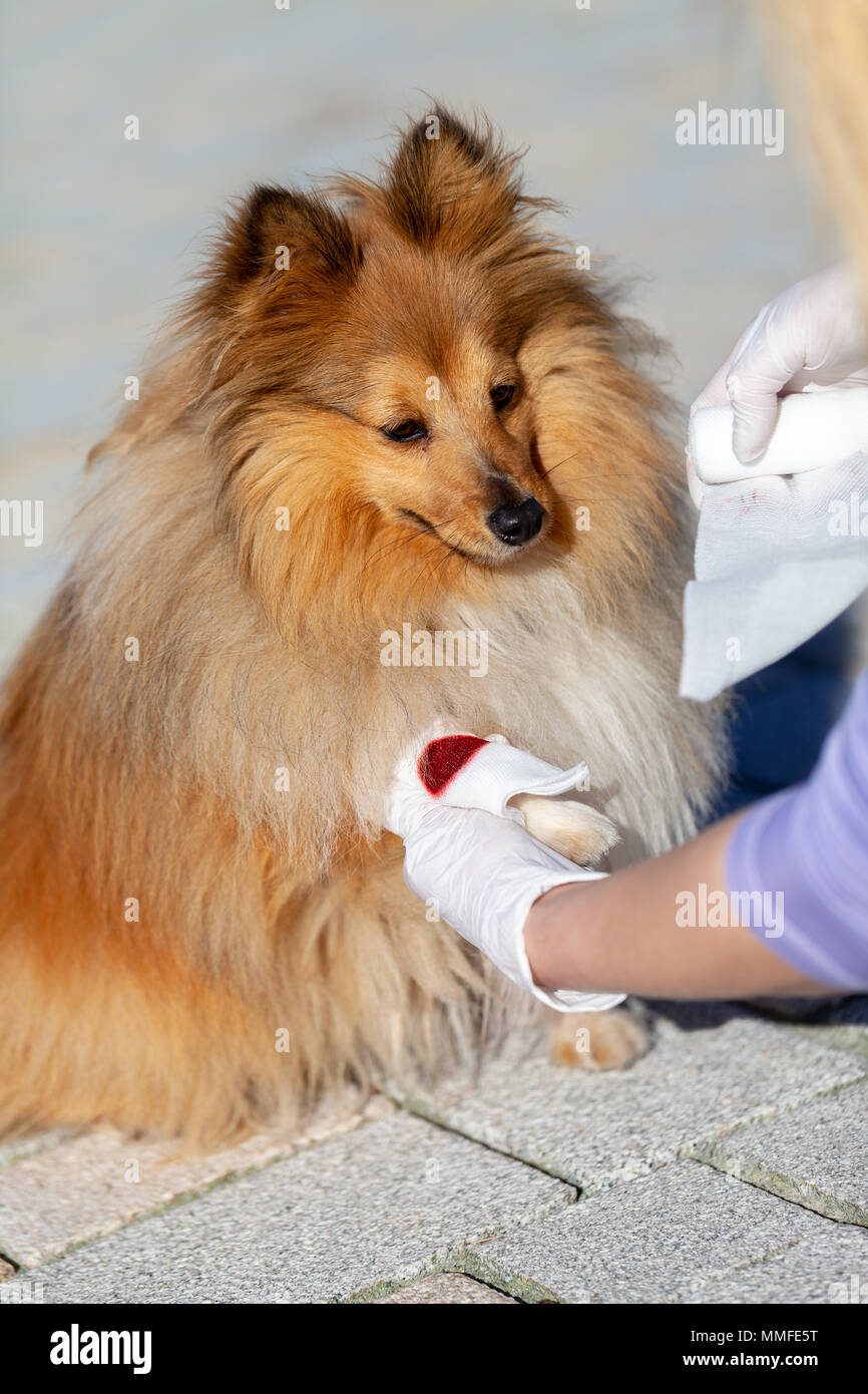A human puts a bandage on a bleeding paw from a shetland sheepdog Stock Photo