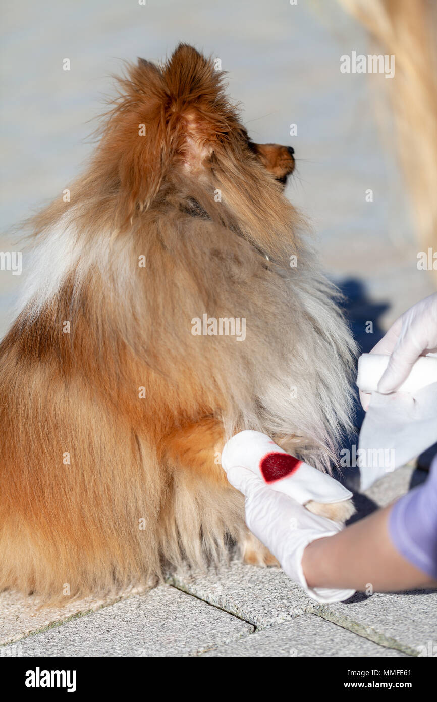 A human puts a bandage on a bleeding paw from a shetland sheepdog Stock Photo