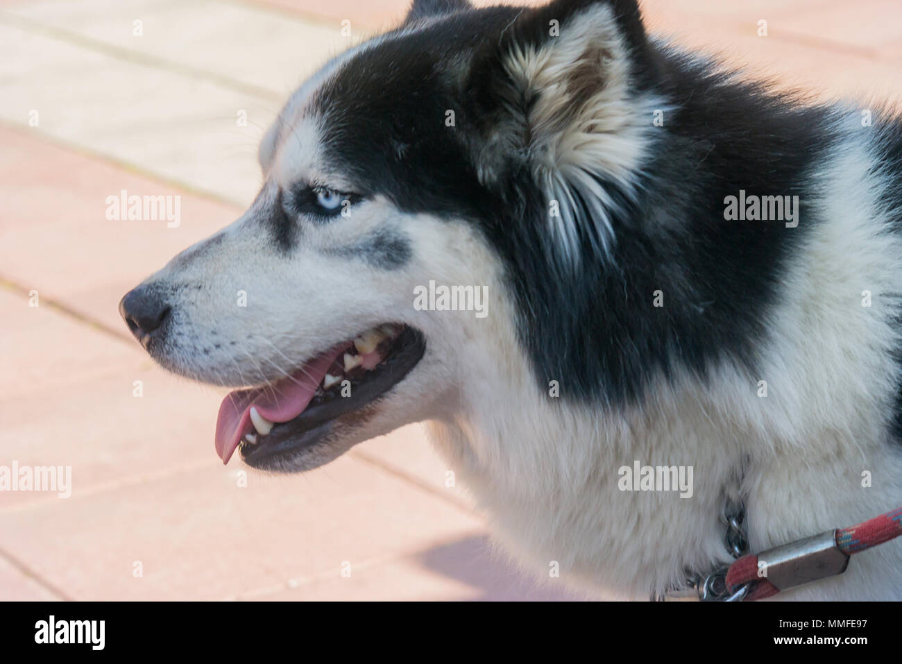 Siberian Husky Wold , Sibirya Kurdu Haski Stock Photo