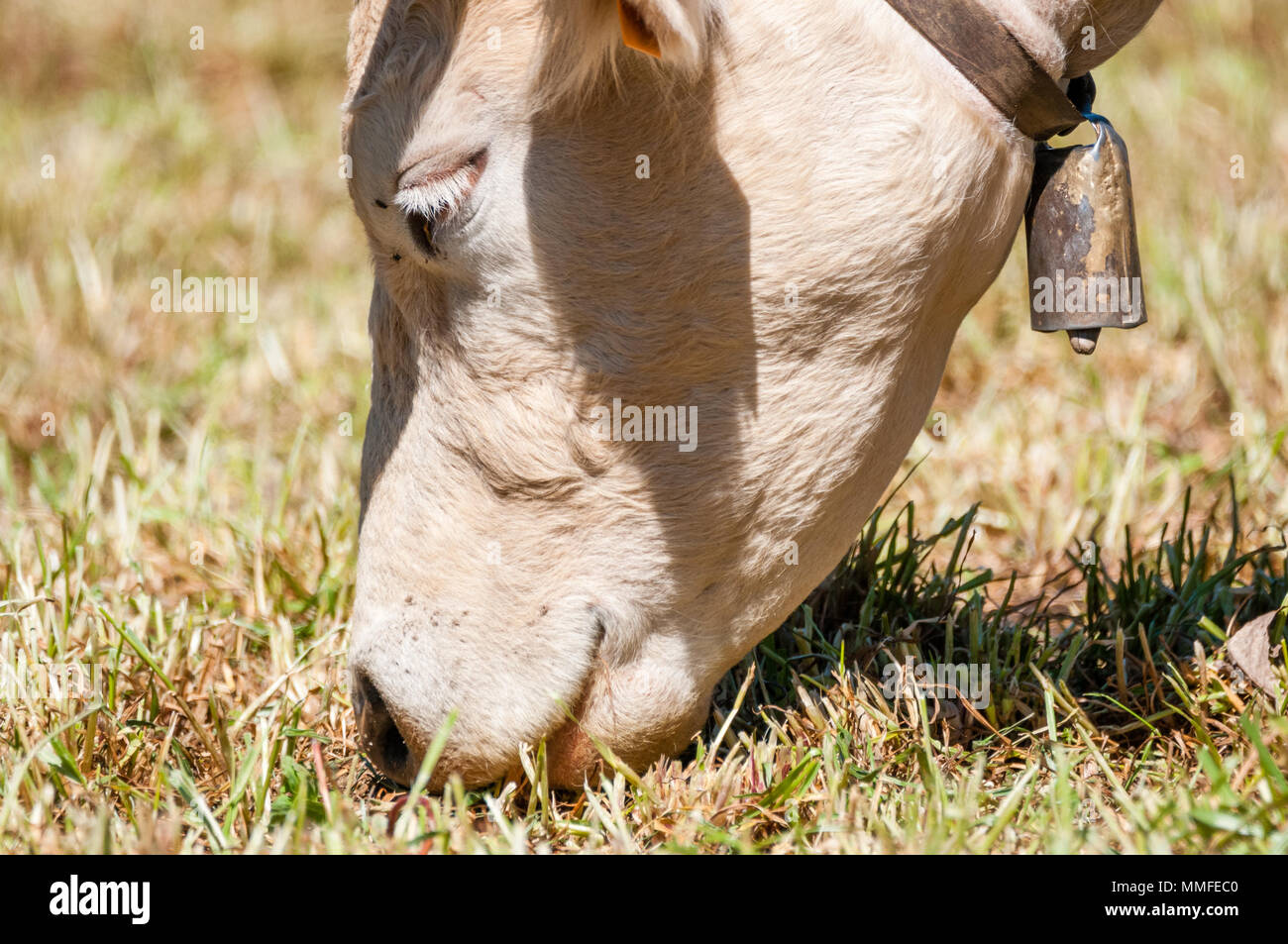 white cow, Bos taurus, eating, cowbell, Catalonia, Spain Stock Photo