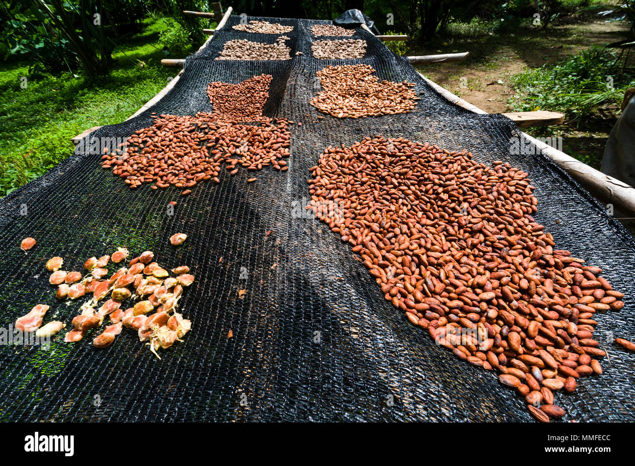 Seeds from the Cacao tree are spread out to dry in the Amazon