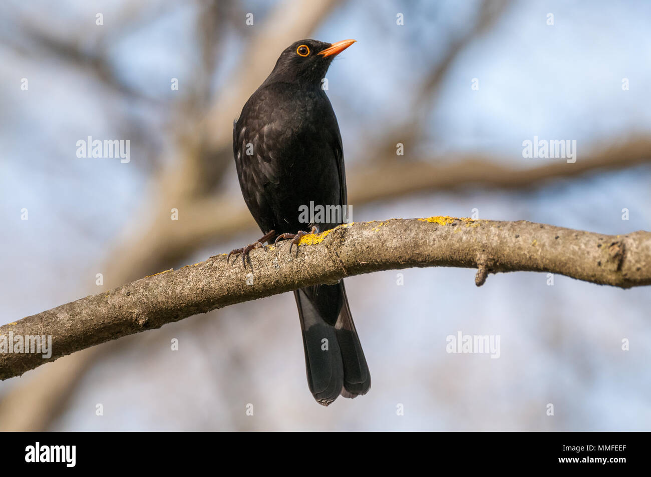 Merla negra hi-res stock photography and images - Alamy