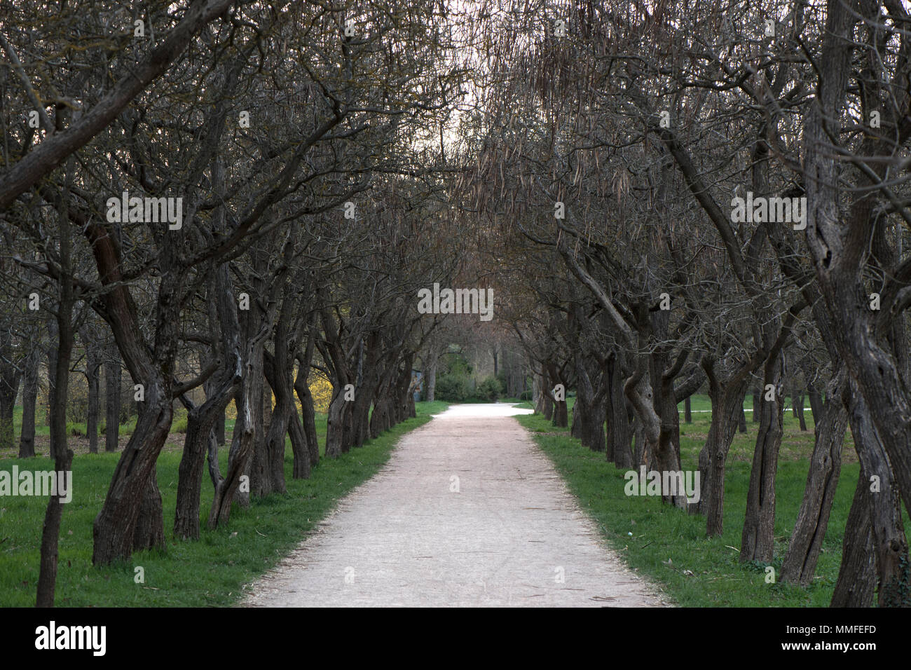 dry trees in the park on are more scarlet in the spring Stock Photo