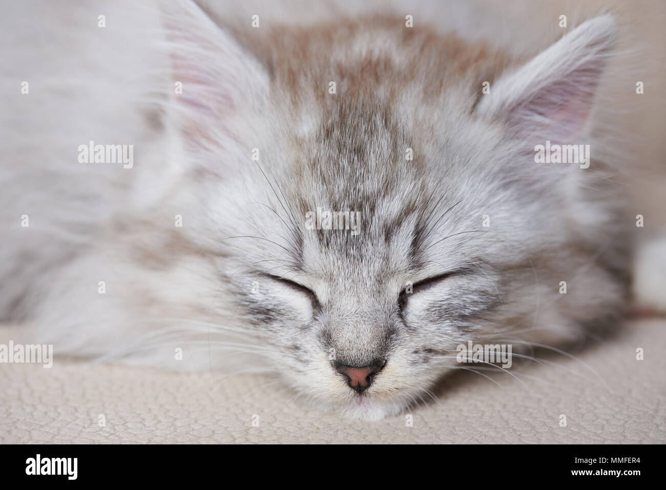 Portrait of sleeping kitty on brown soda. Gray color cat sleep on couch Stock Photo