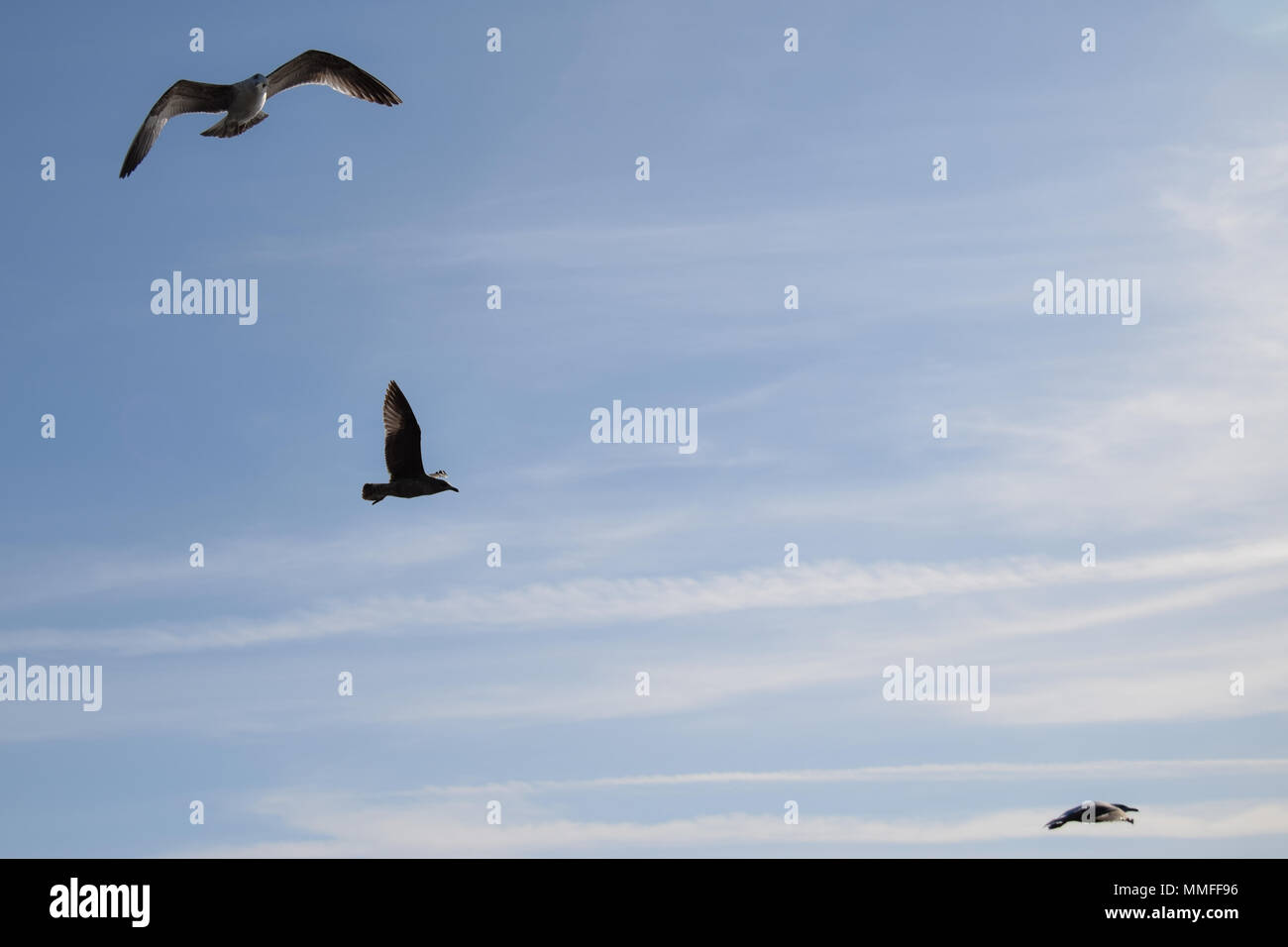 Three Seagulls flying over the sea Stock Photo