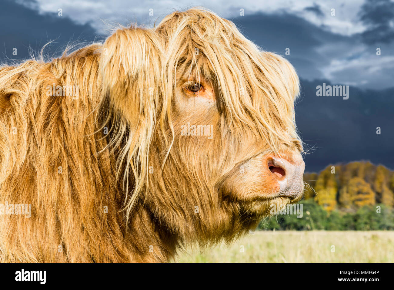 The Highland Cow or coo as it is known is a large hairy and somewhat cute animal. Quite docile on a warmish day! Stock Photo