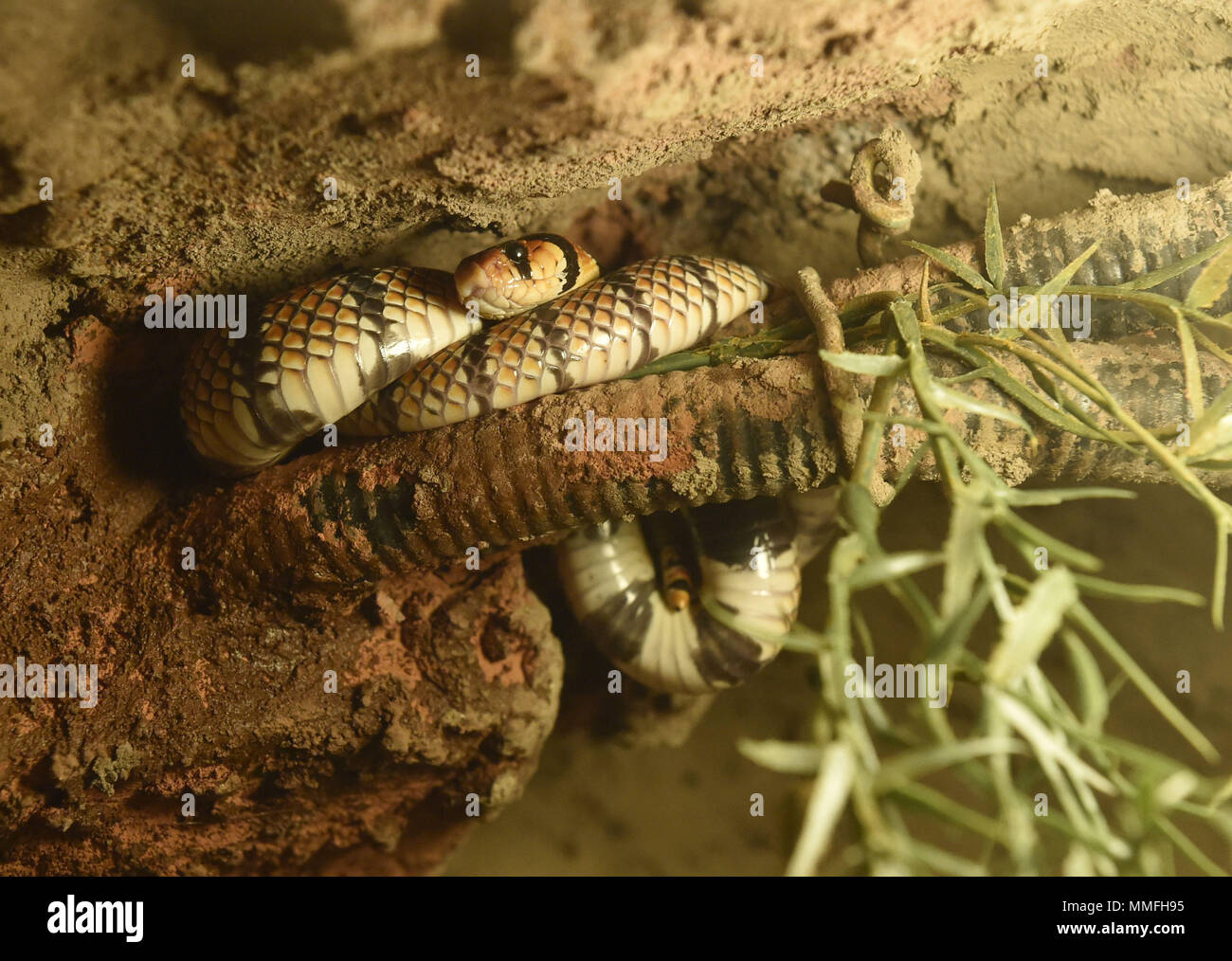 Olomouc, Czech Republic. 11th May, 2018. Cape coral snake or Cape coral cobra (Aspidelaps lubricus) is seen in the new Kalahari pavilion in the Olomouc Zoo, Czech Republic, on May 11, 2018. Credit: Ludek Perina/CTK Photo/Alamy Live News Stock Photo