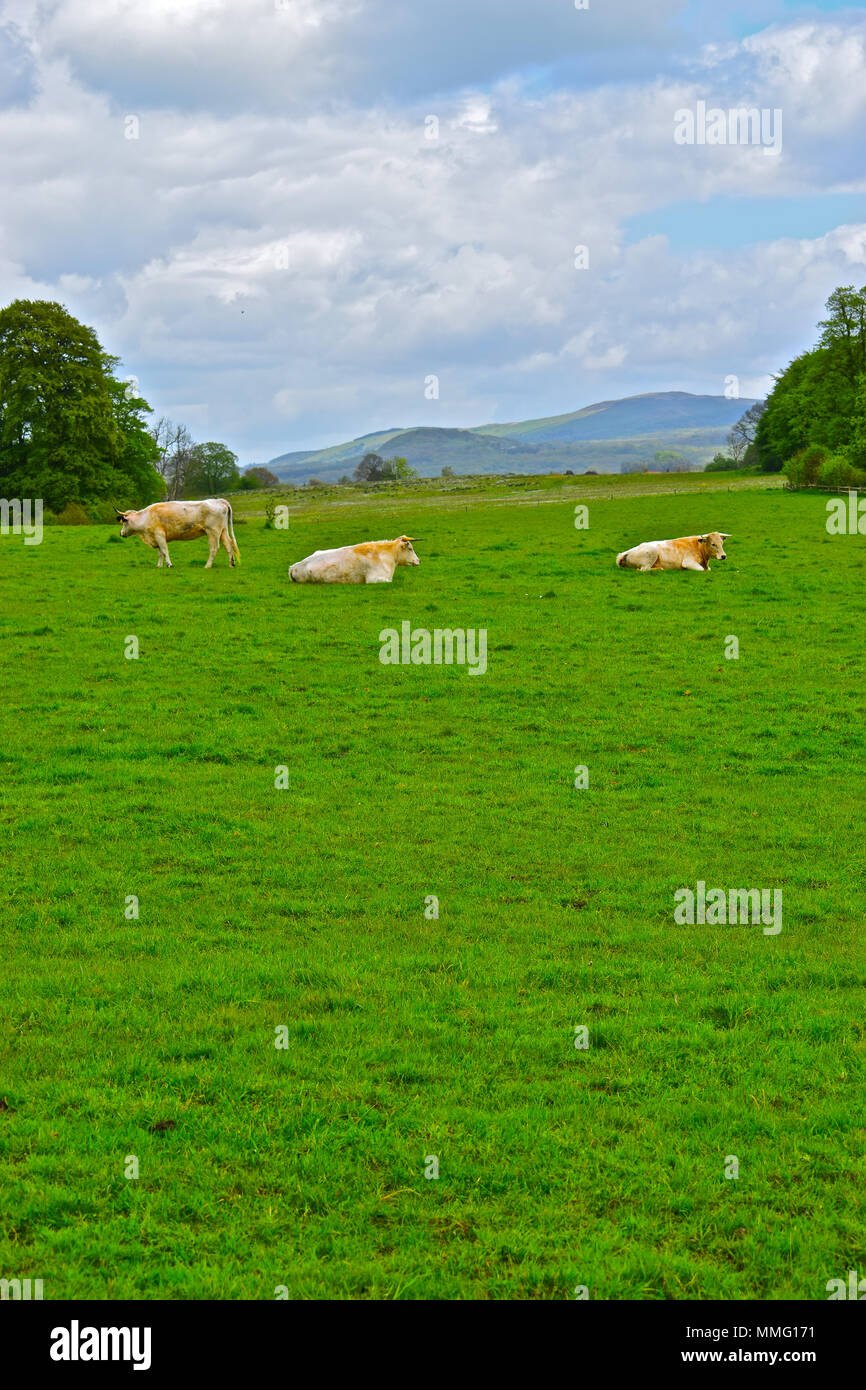 Pretty rural countryside scene of cattle grazing in field Stock Photo ...