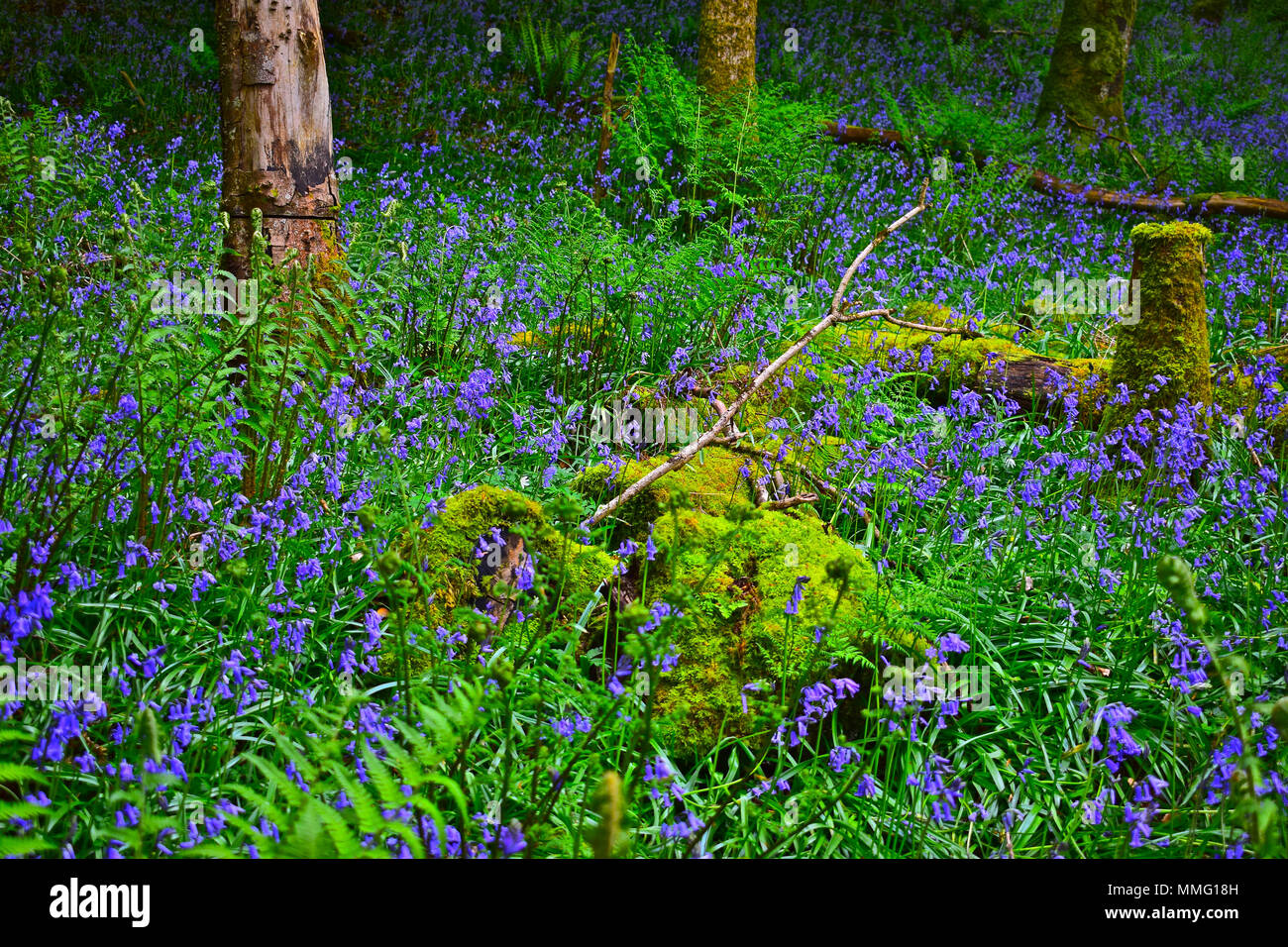 Bluebells in a pretty woodland setting. Stock Photo