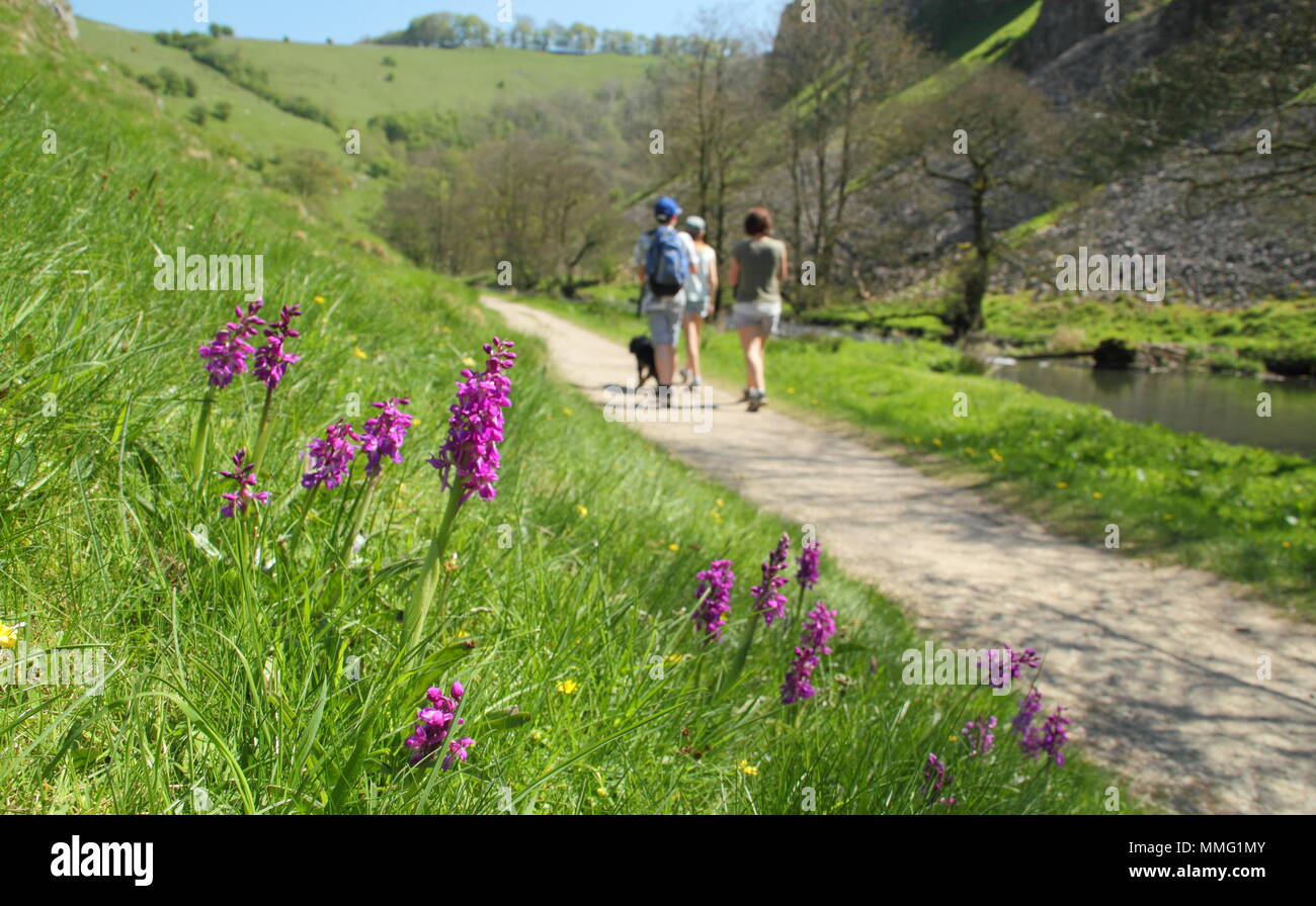 Walkers pass Early purple orchids (orchis mascula) by the River Dove in Wolfscote Dale, Peak District, Derbyshire, UK  on a beautiful spring day (May) Stock Photo