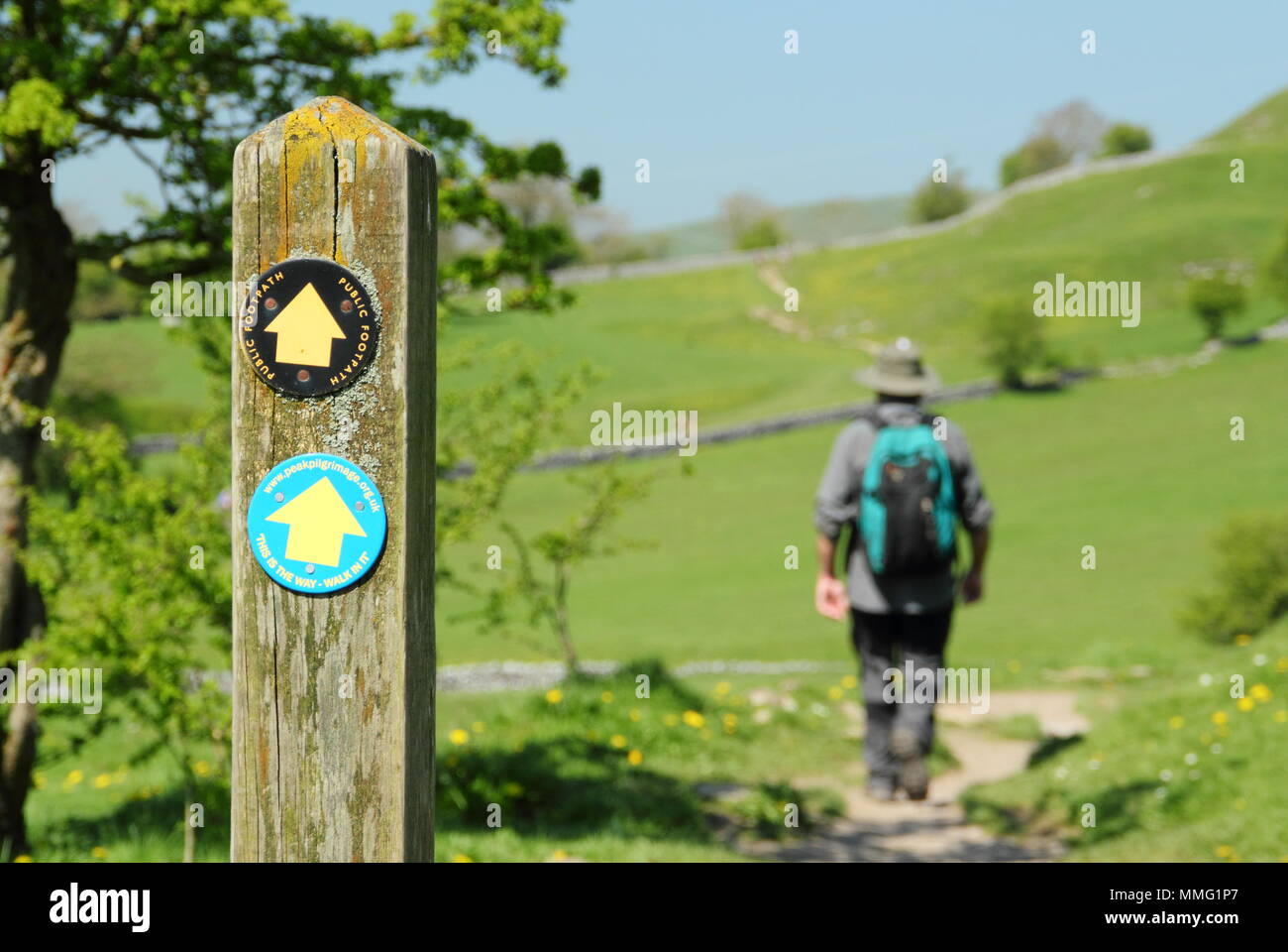 Male walker on footpath approaching Hartington village from southside near Pennilow, in the Peak District National Park, Derbyshire, UK - mid spring Stock Photo
