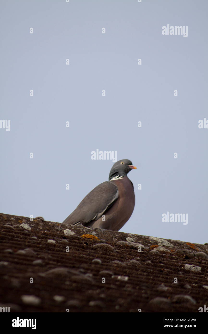Pigeon on Roof Stock Photo Alamy