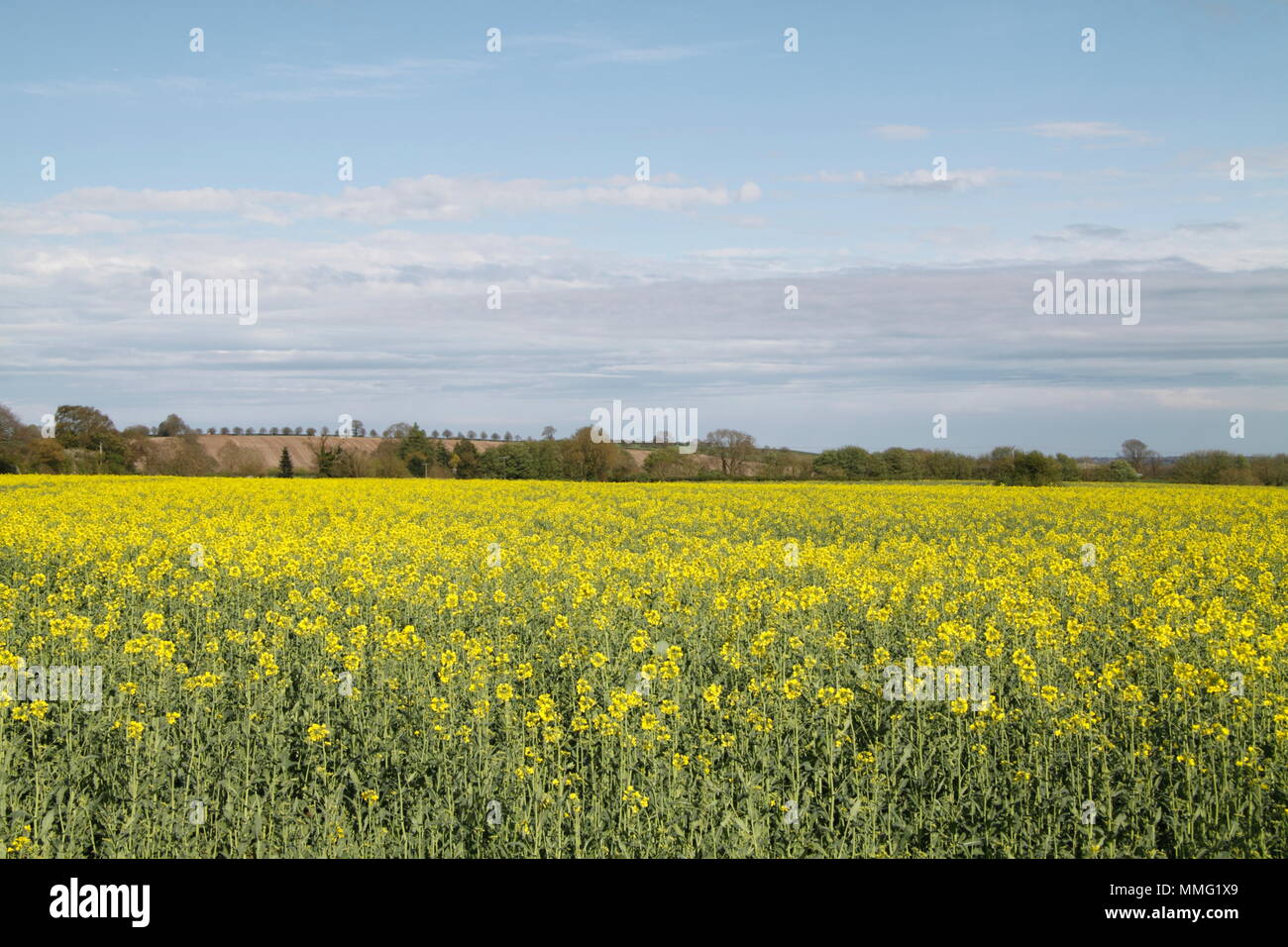 Oil Seed Rape Field Stock Photo - Alamy