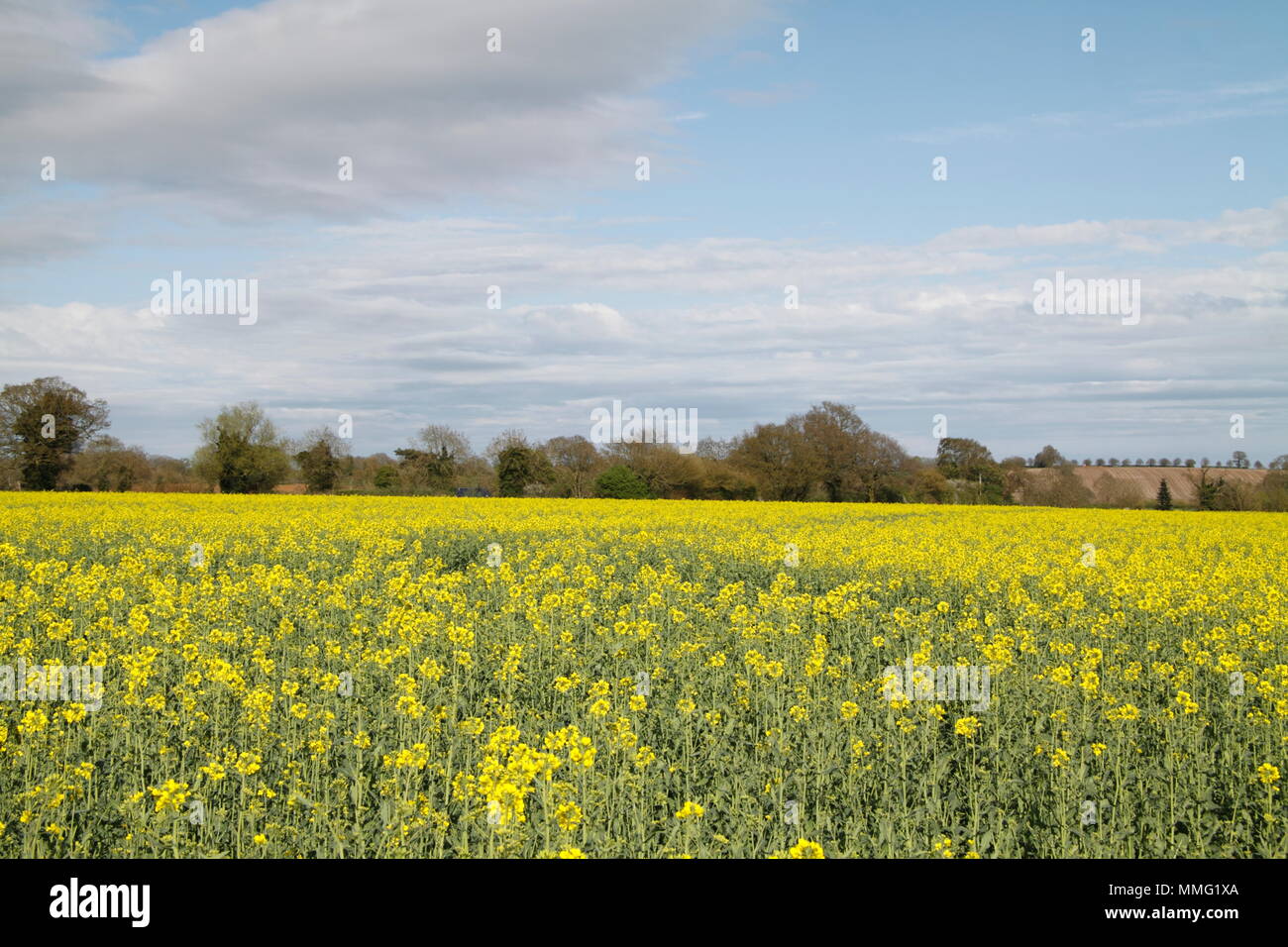 Oil Seed Rape Field Stock Photo - Alamy