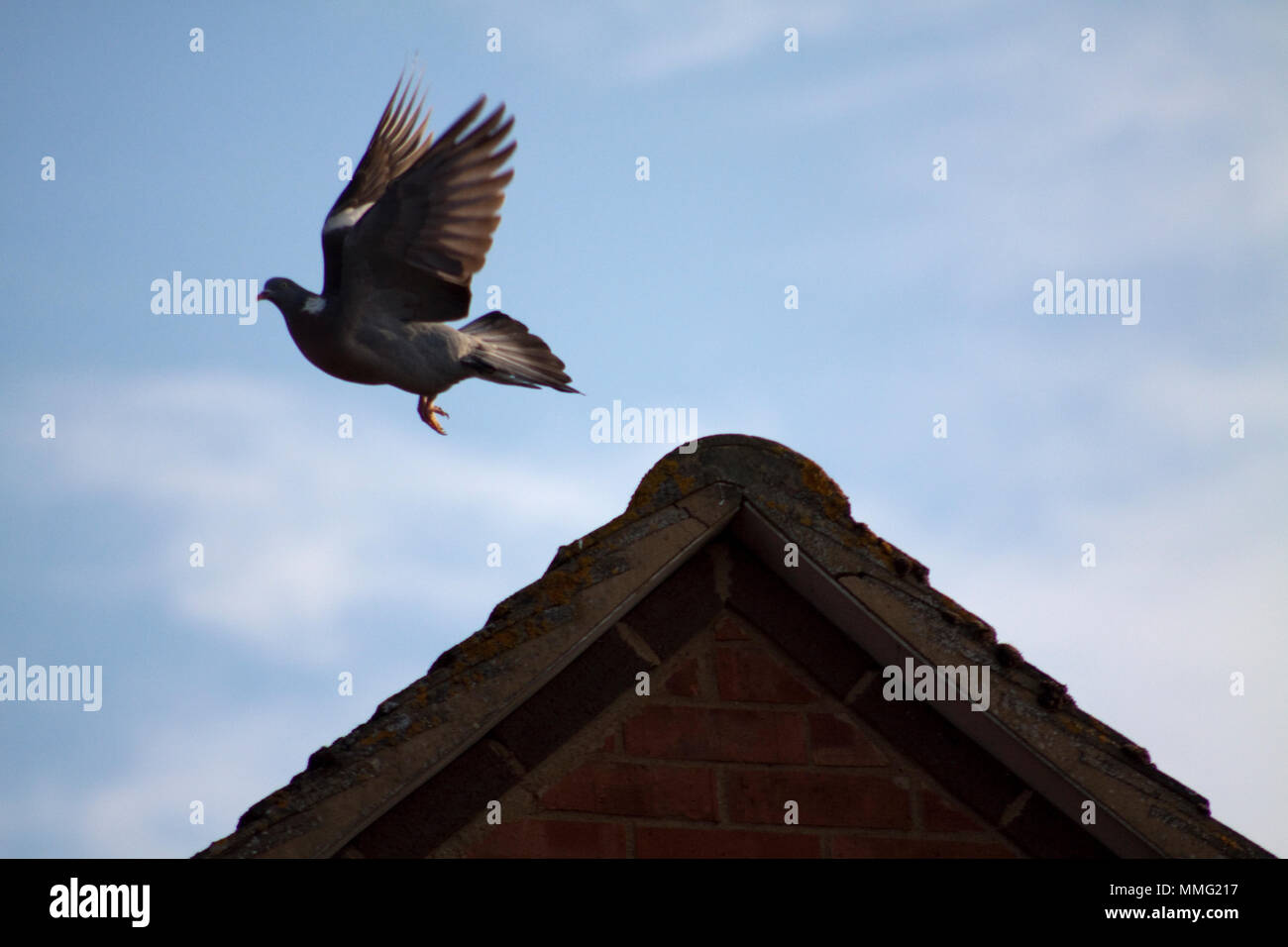 Pigeons sit sitting on roof hires stock photography and images Alamy