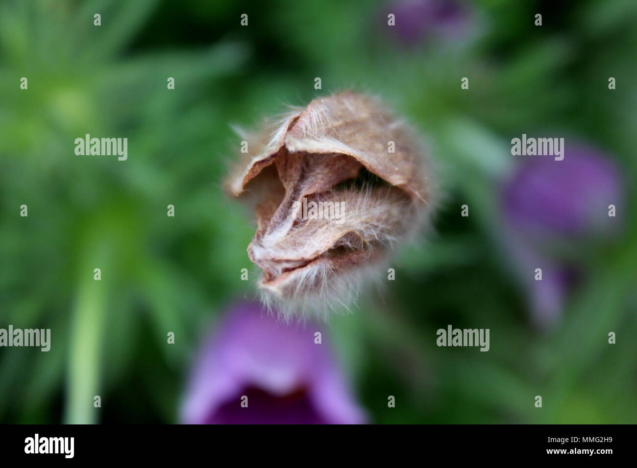 Pulsatilla vulgaris or Pasque flower or Pasqueflower or European pasqueflower or Dane's blood violet flower closed in garden looking like animal face Stock Photo - Alamy Pulsatilla vulgaris or Pasque flower or Pasqueflower or European pasqueflower or Dane's blood violet flower closed in garden looking like animal face Stock Photo - Alamy