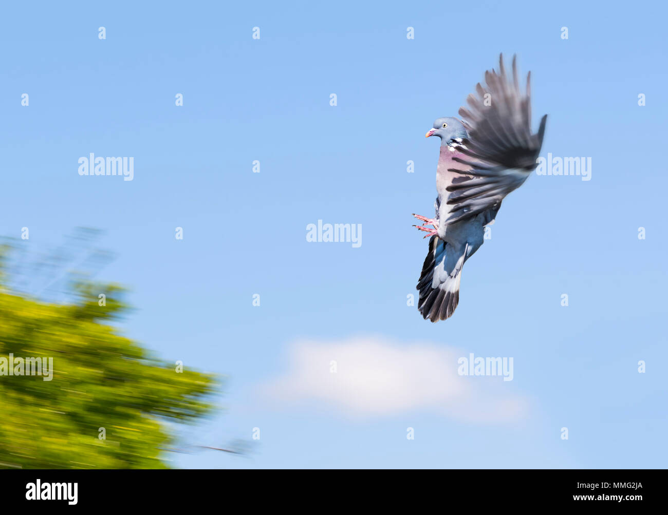 Wood Pigeon (Columba palumbus) with wings up frozen in the air against blue sky and coming into land on a tree, in the UK. Woodpigeon flying. Stock Photo