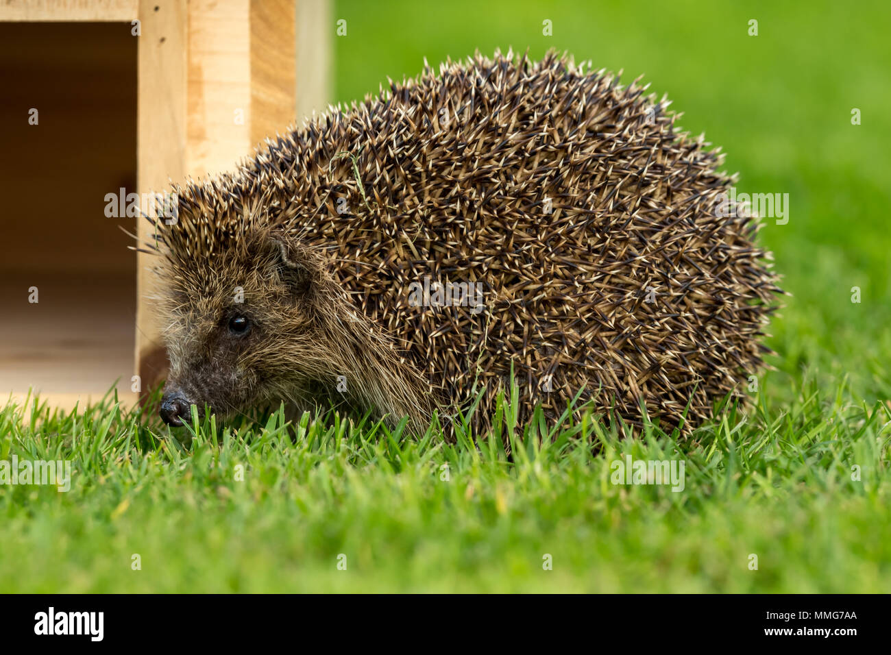 Hedgehog, wild, native hedgehog in the garden on green lawn beside a hedgehog house.  Erinaceus europaeus.  Landscape Stock Photo
