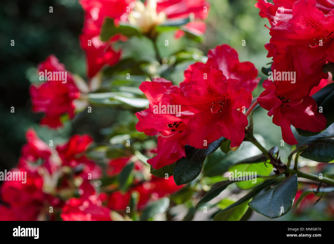 Red rhododendron flower. close-up. Stock Photo
