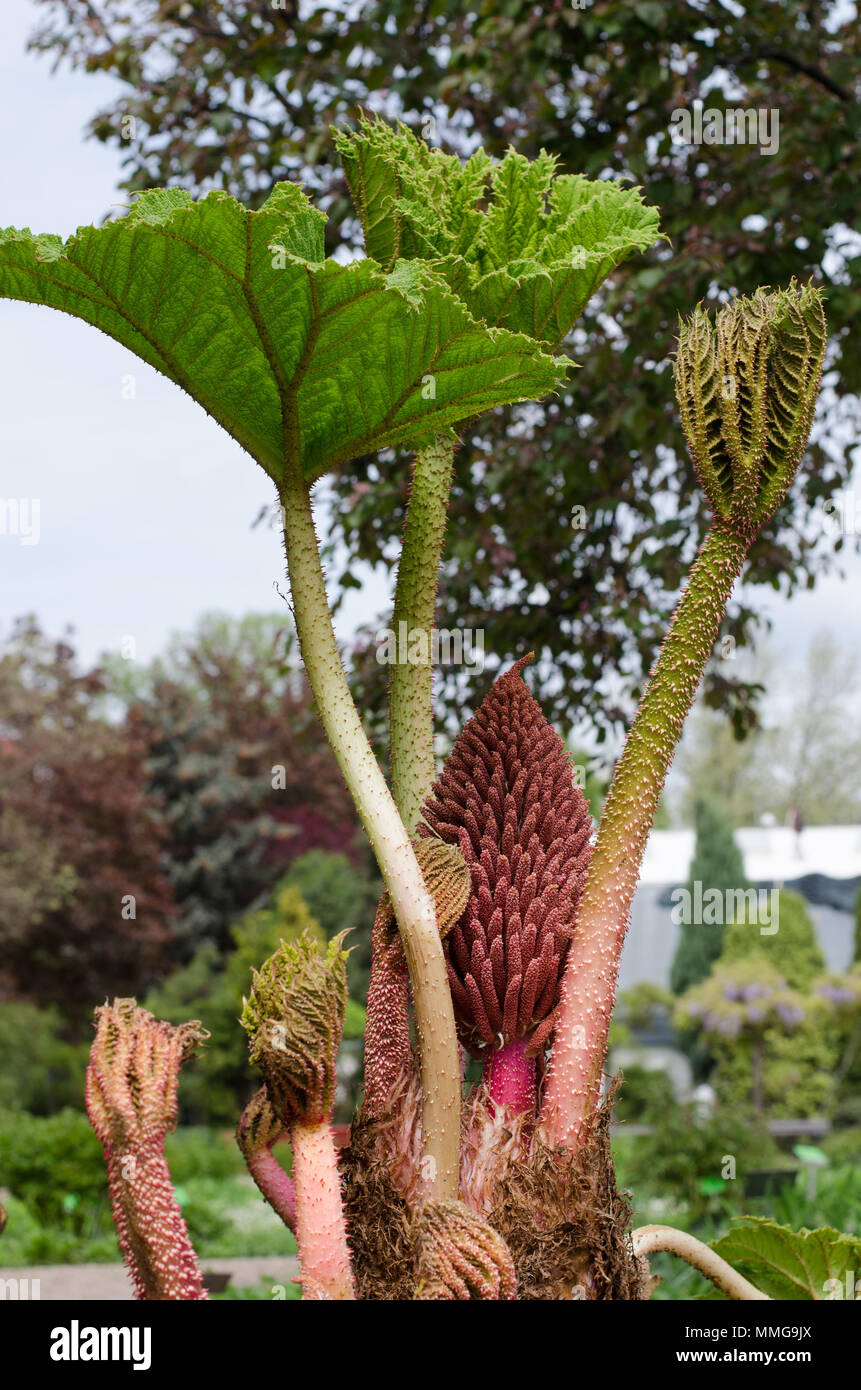 Gunnera manicata plant. Parzeplin. Parzeplinowate