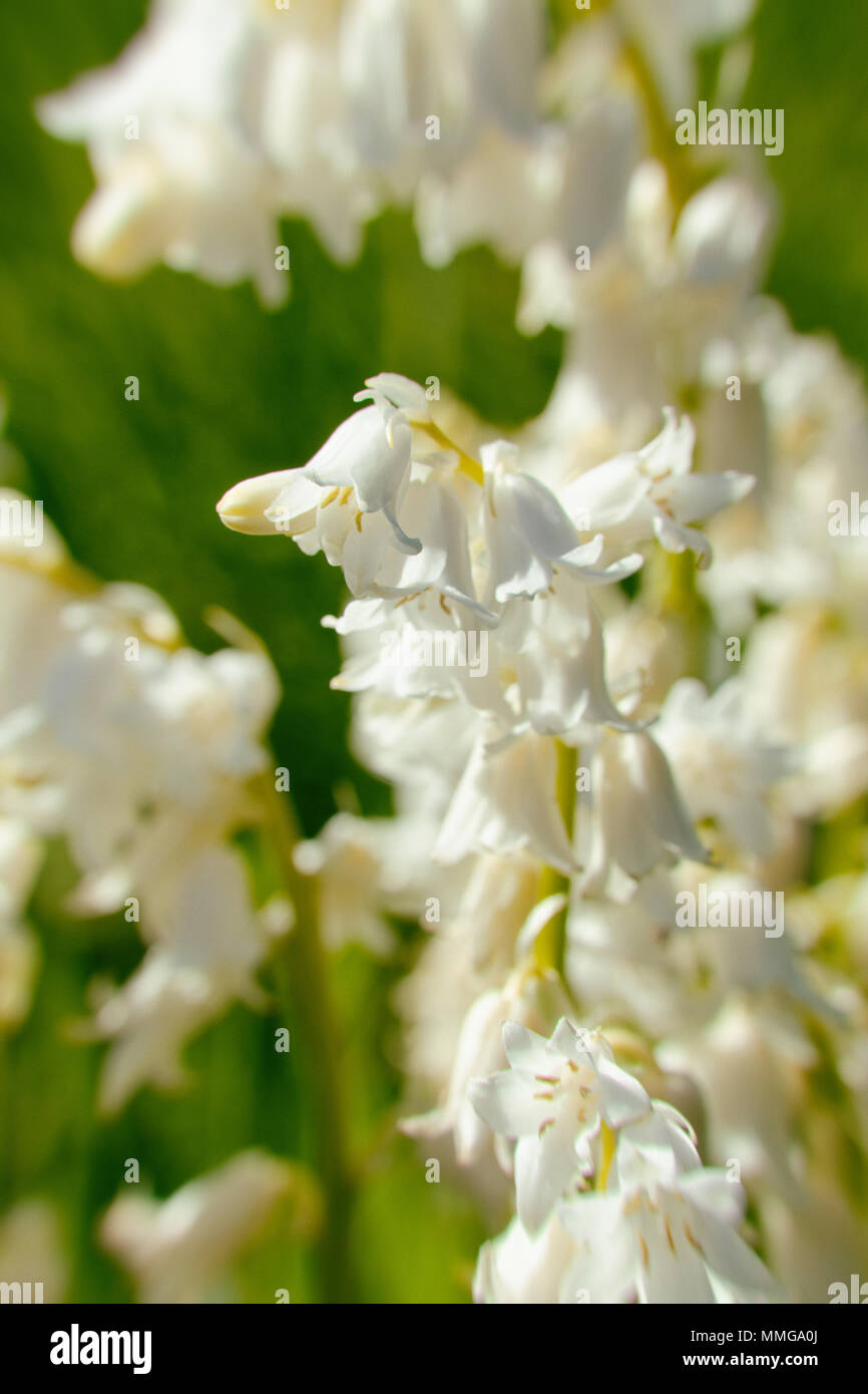 White bluebell flowers Stock Photo Alamy